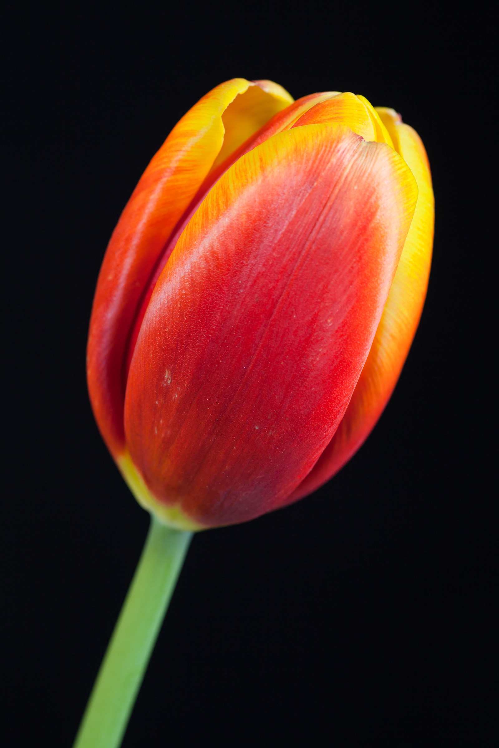 Tulipano rosso