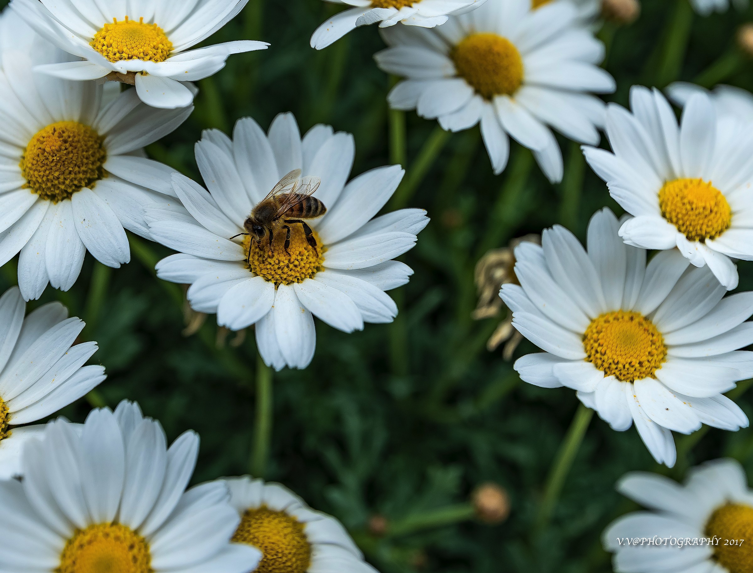 The bee the hard worker