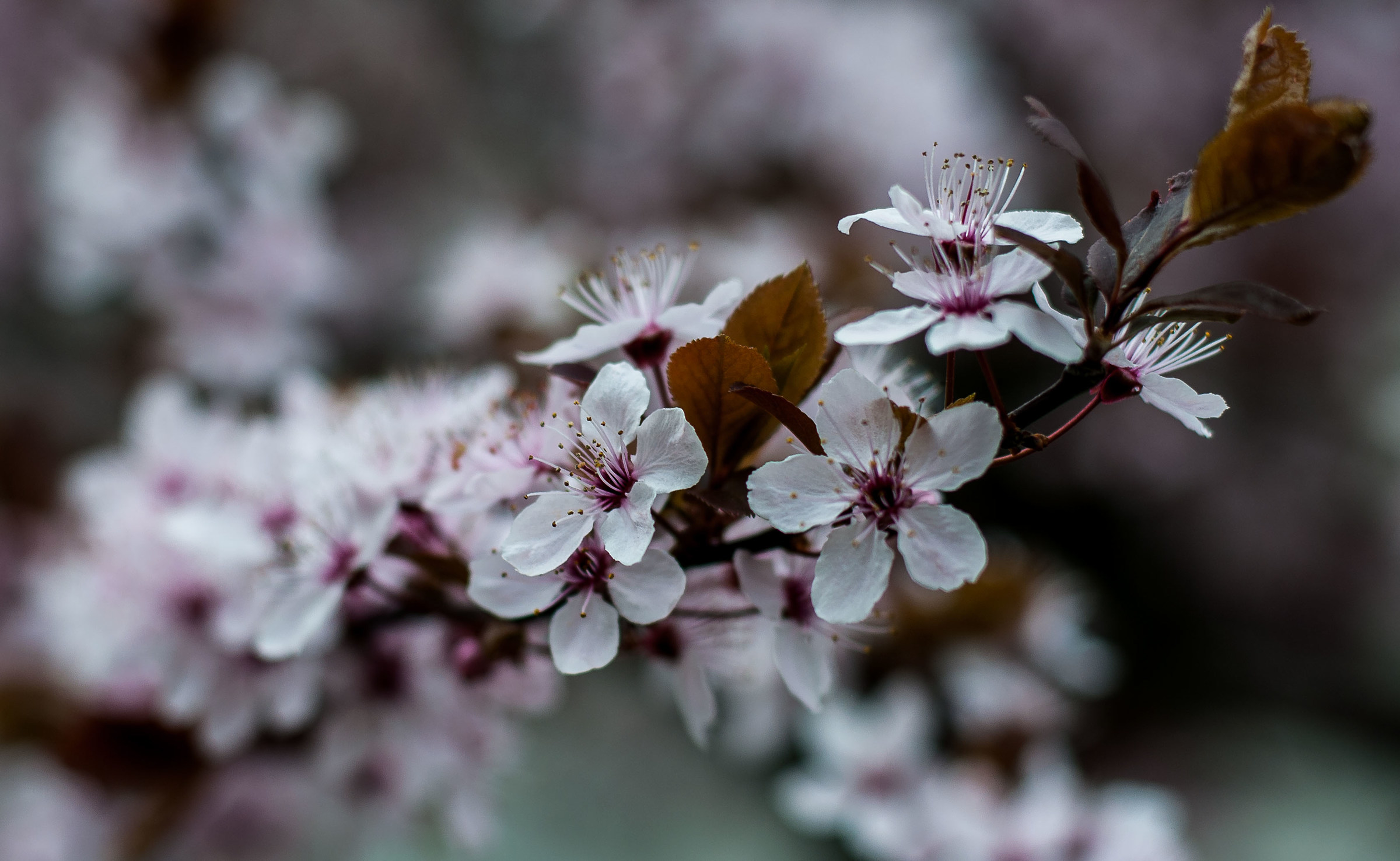 Prunus cerasifera pissardiis
