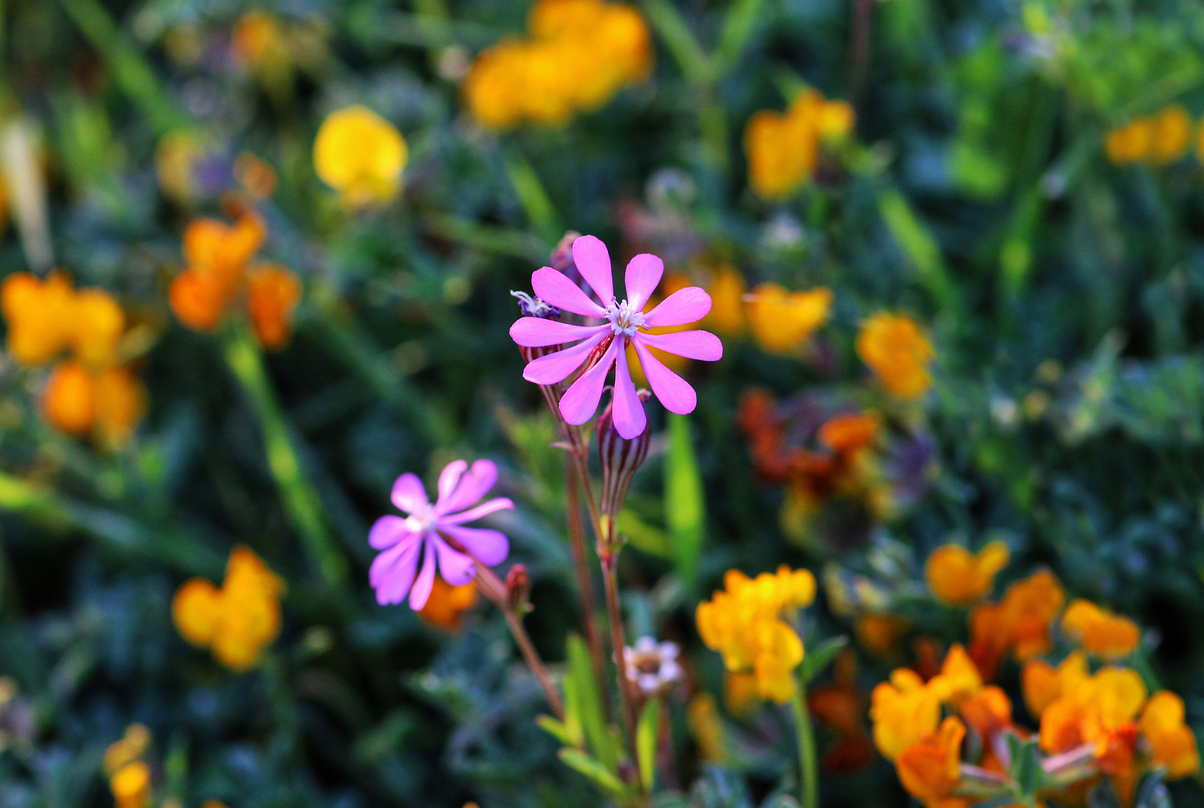 The meadows are blooming...