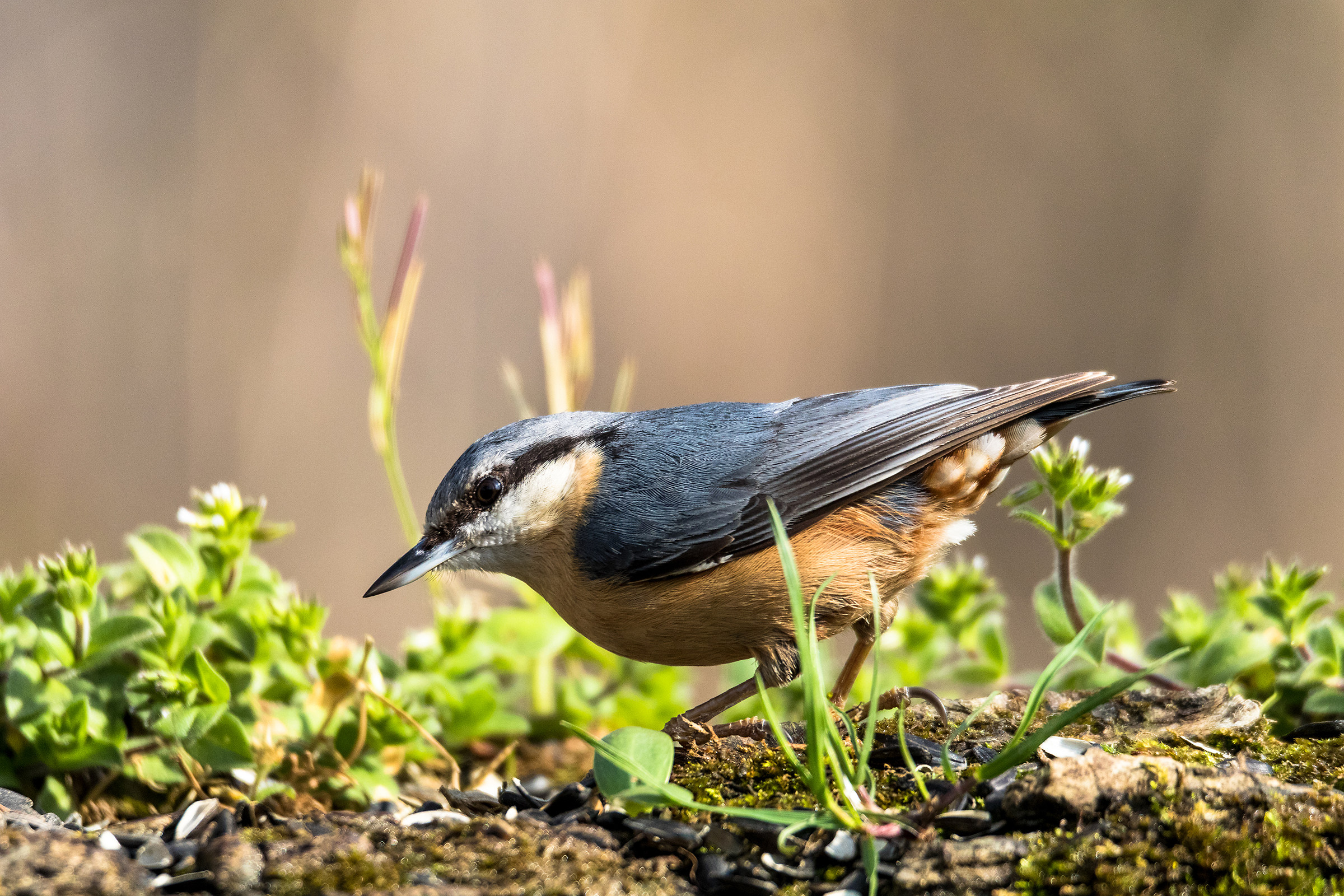 nuthatch