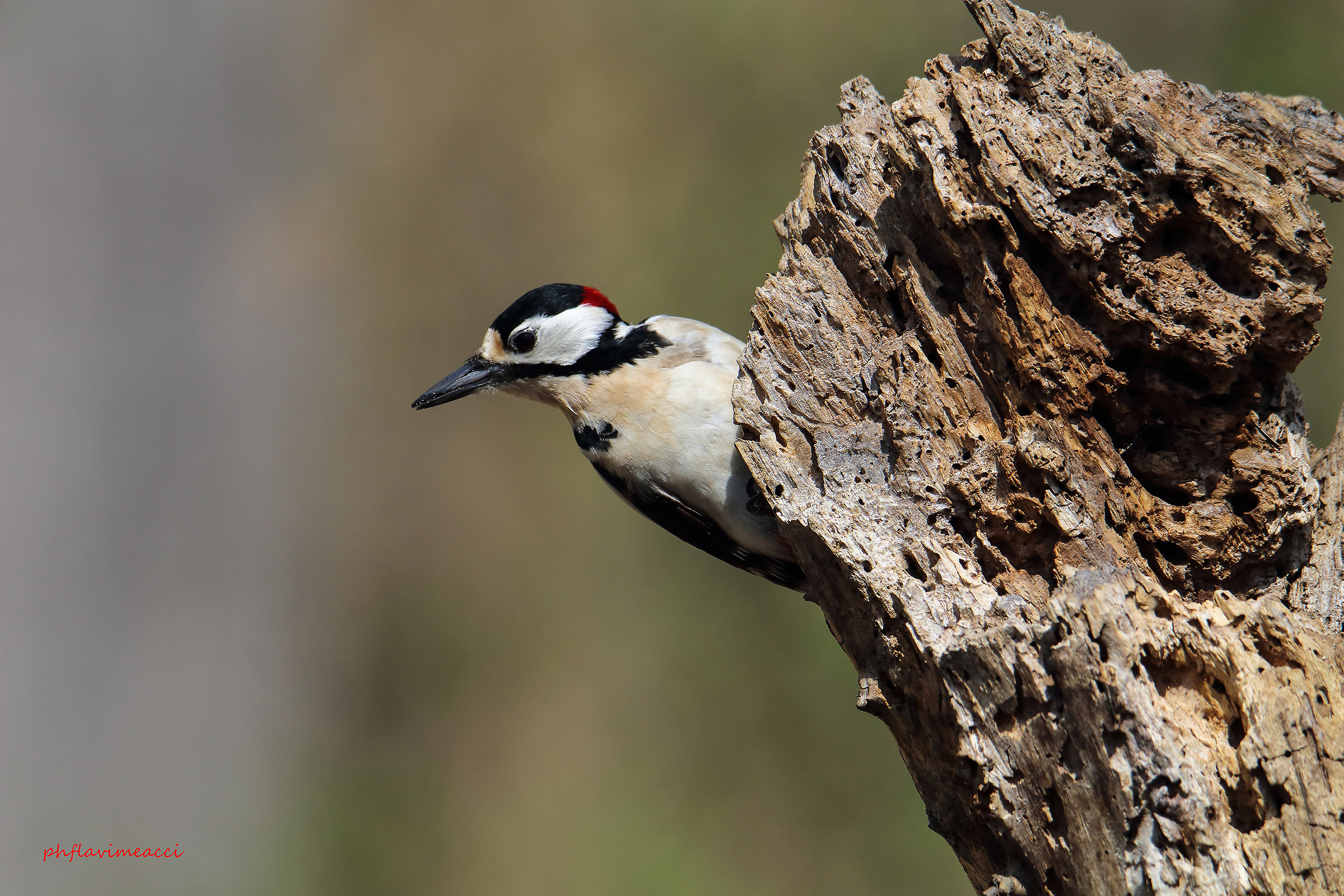 woodpecker