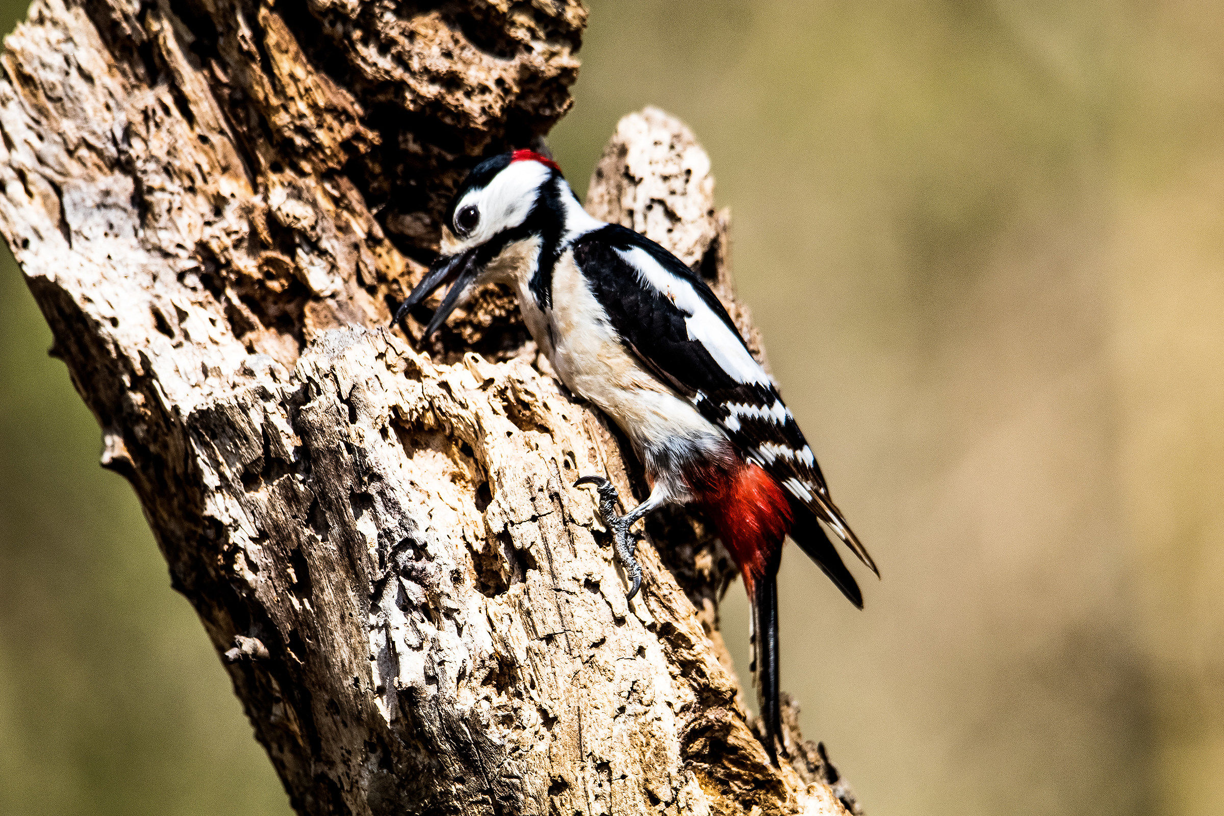 woodpecker