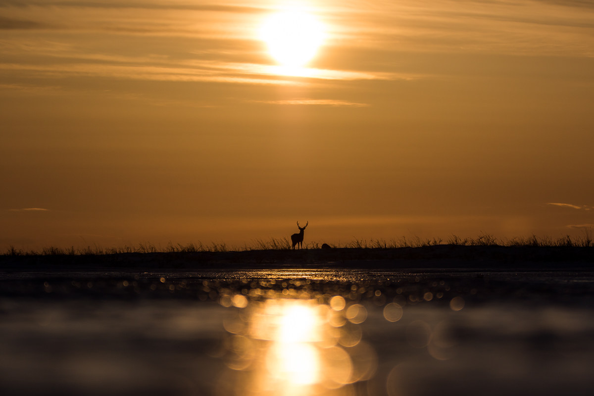 Last Light Sika Deer