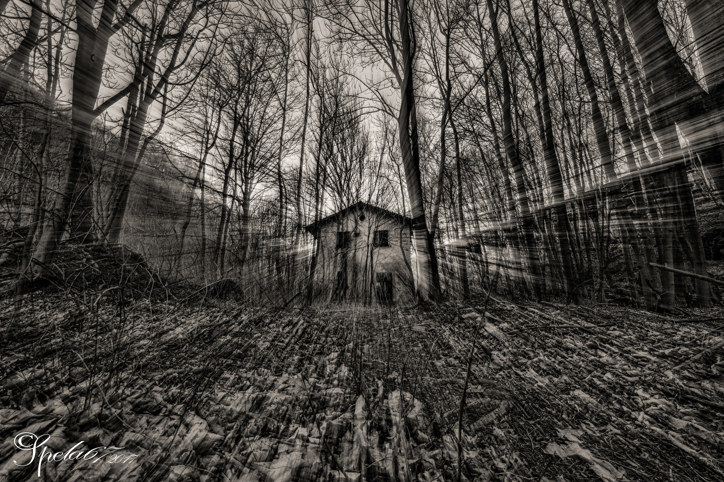 The house in the woods