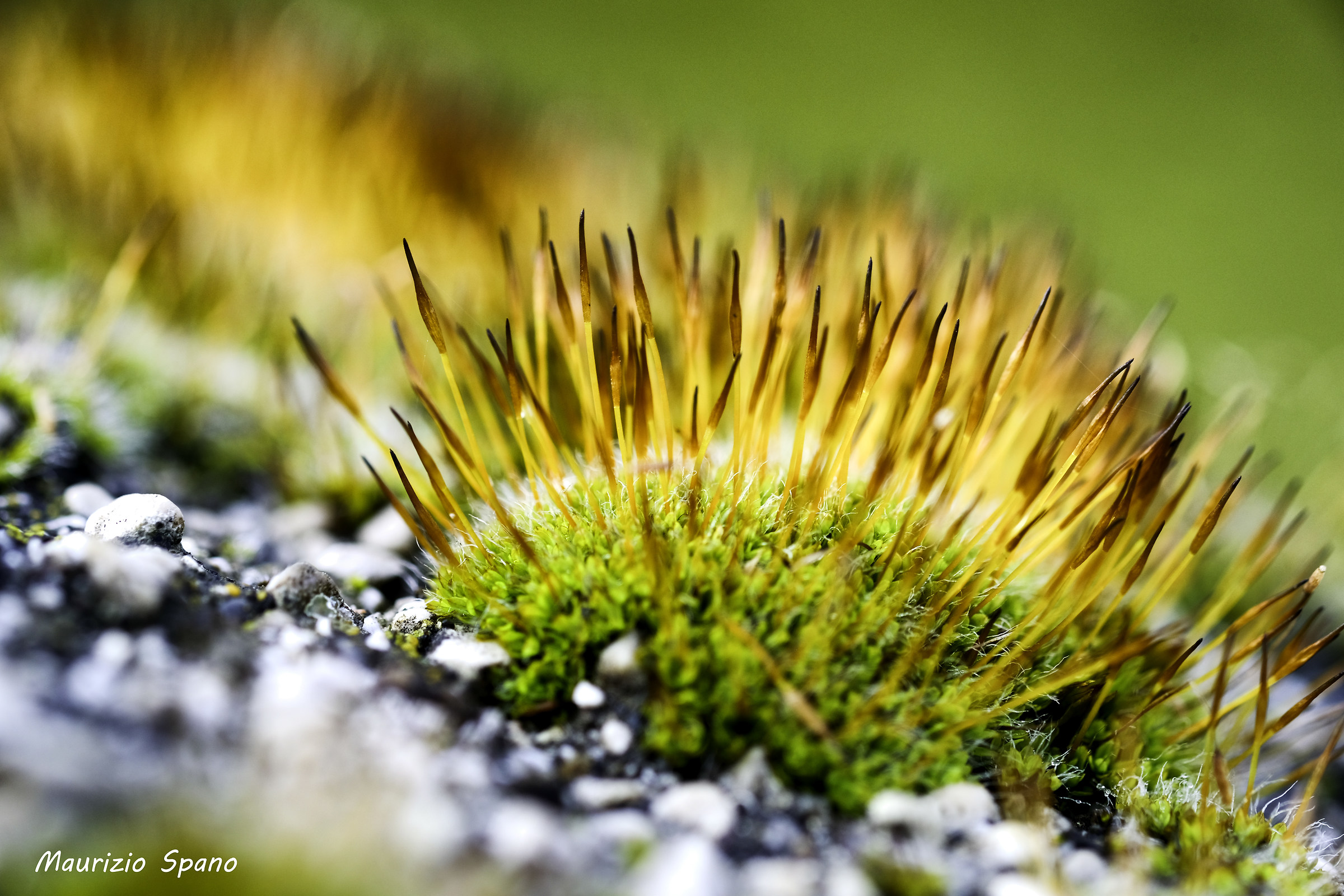 Wandering in mossy forest ...