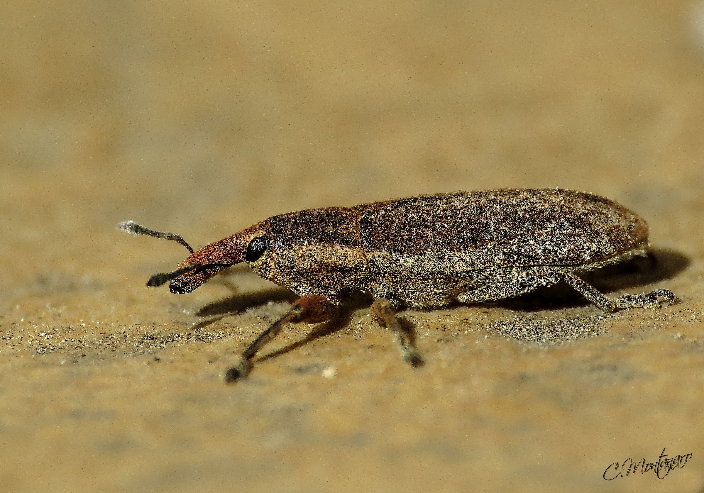 Curculionide "Lixus cardui"