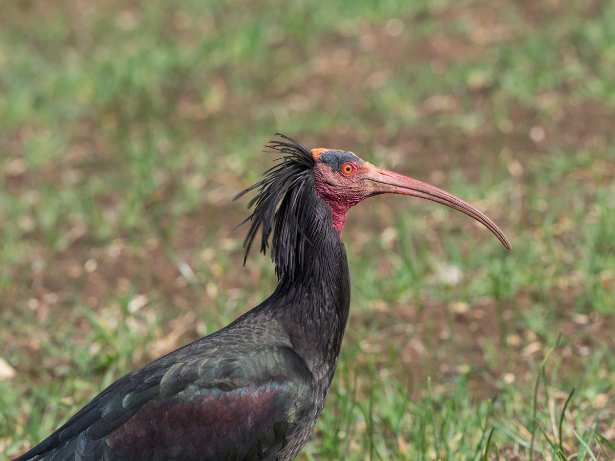 Ibis eremita