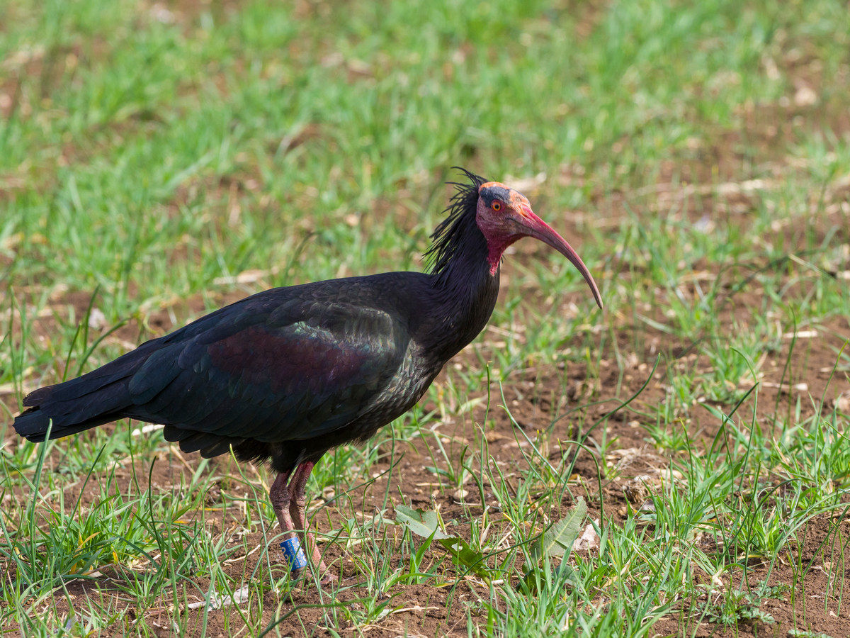 Ibis eremita