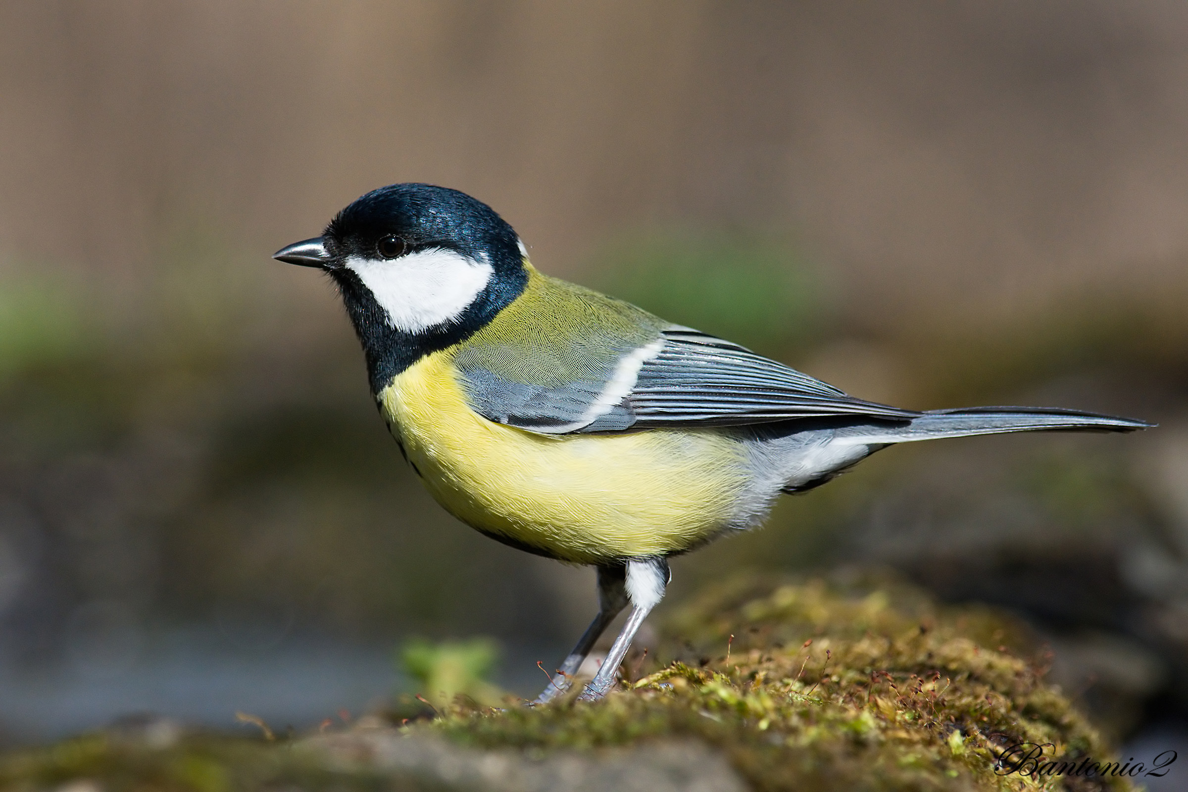 Great Tit (Parus major).