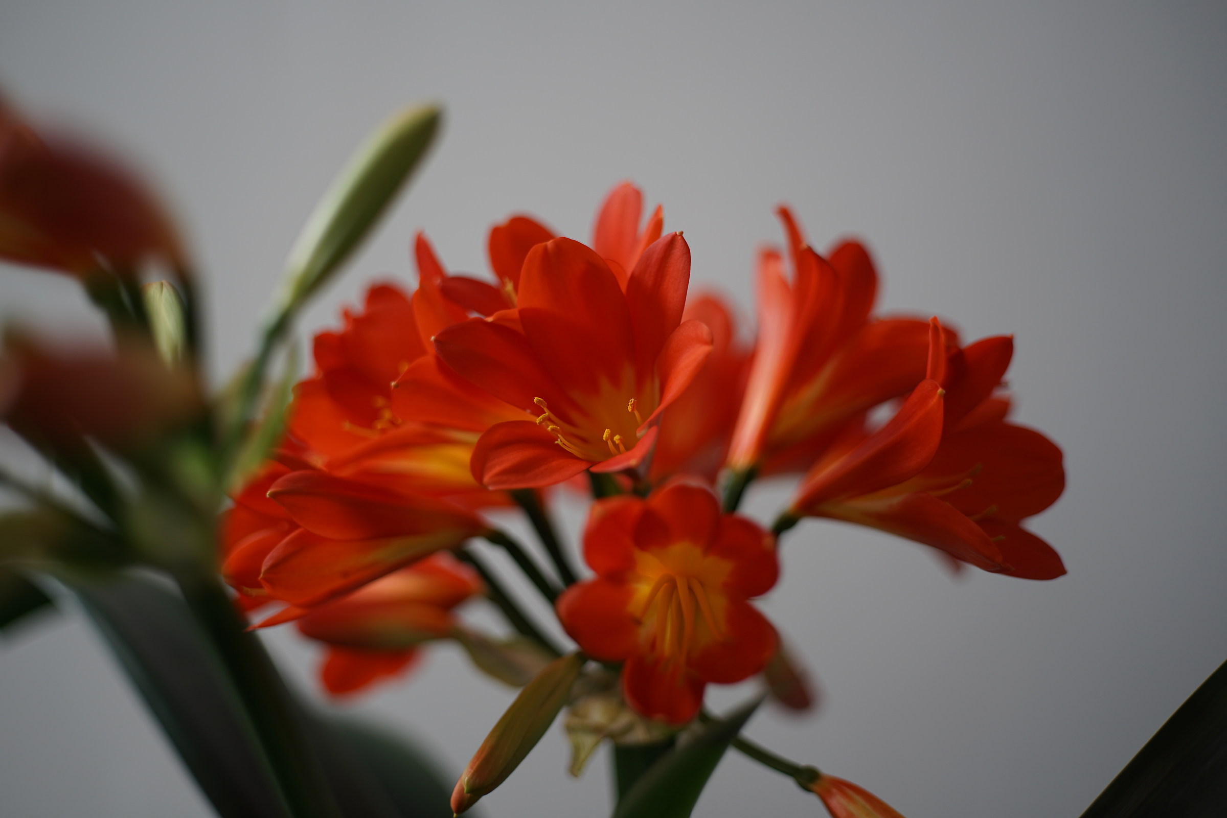 Sony A7 II with Zeiss Planar 42/2 G wide open.