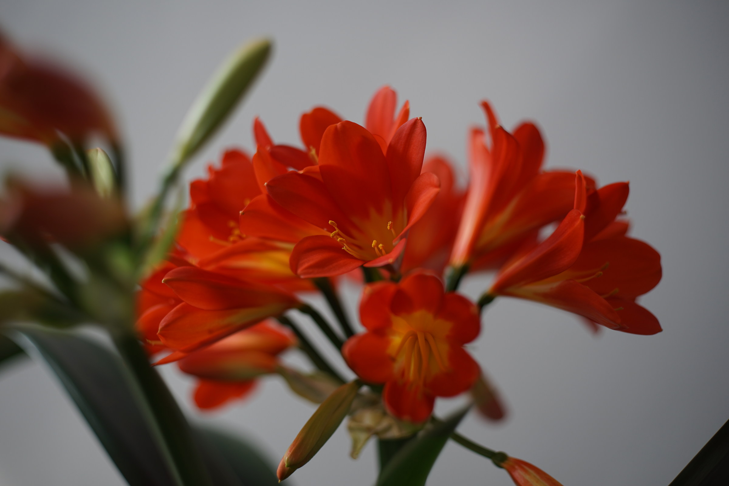 Sony A 7 II con Leica Summicron 50/2 a tutta apertura.