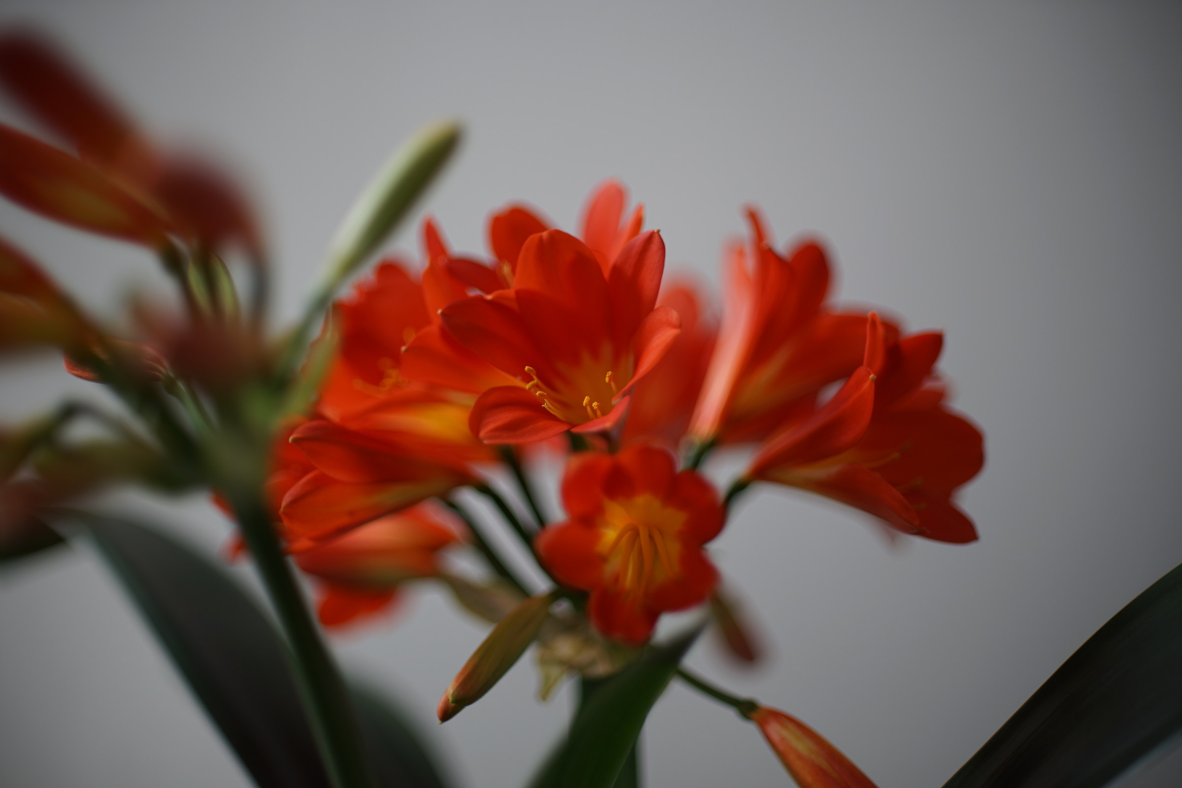 Sony A 7 II con Canon FD 50/1,2 SSC Asf a 1,2