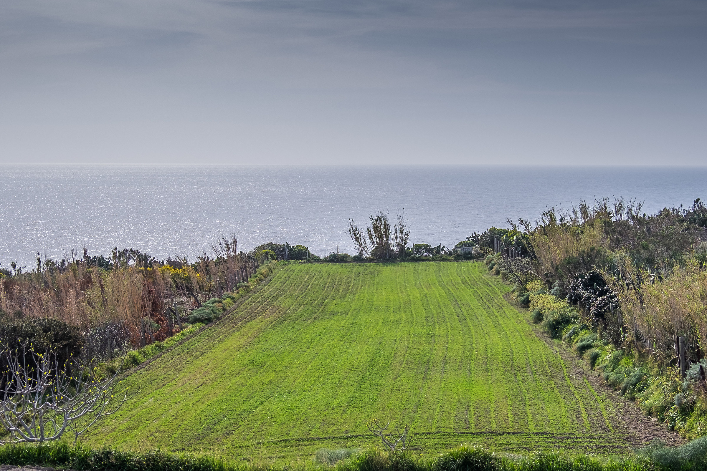Lentils from Ventotene
