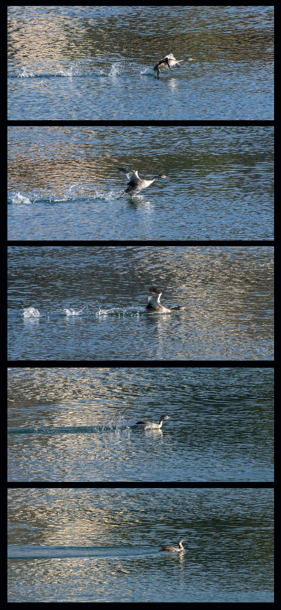 Pulcino di svasso in "ammaraggio"