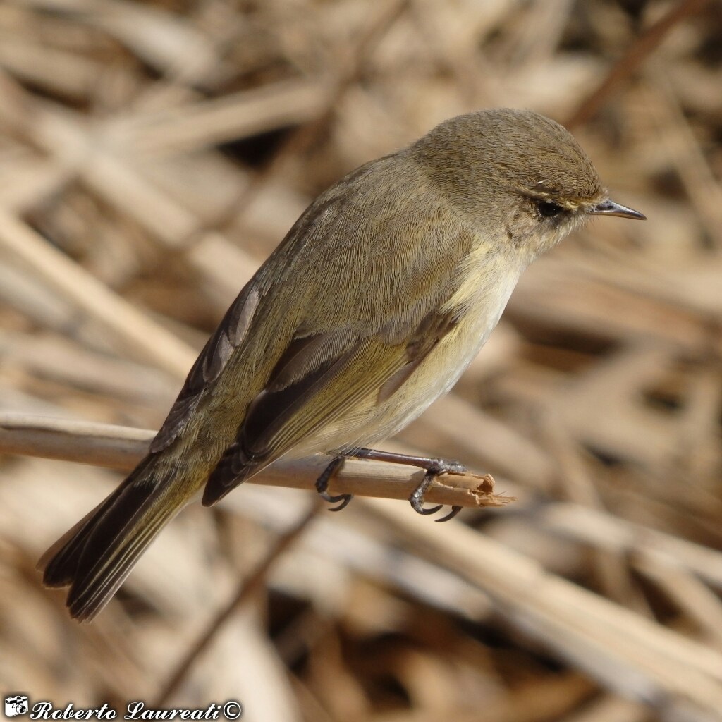 Chiffchaff (Phylloscopus collybita)
