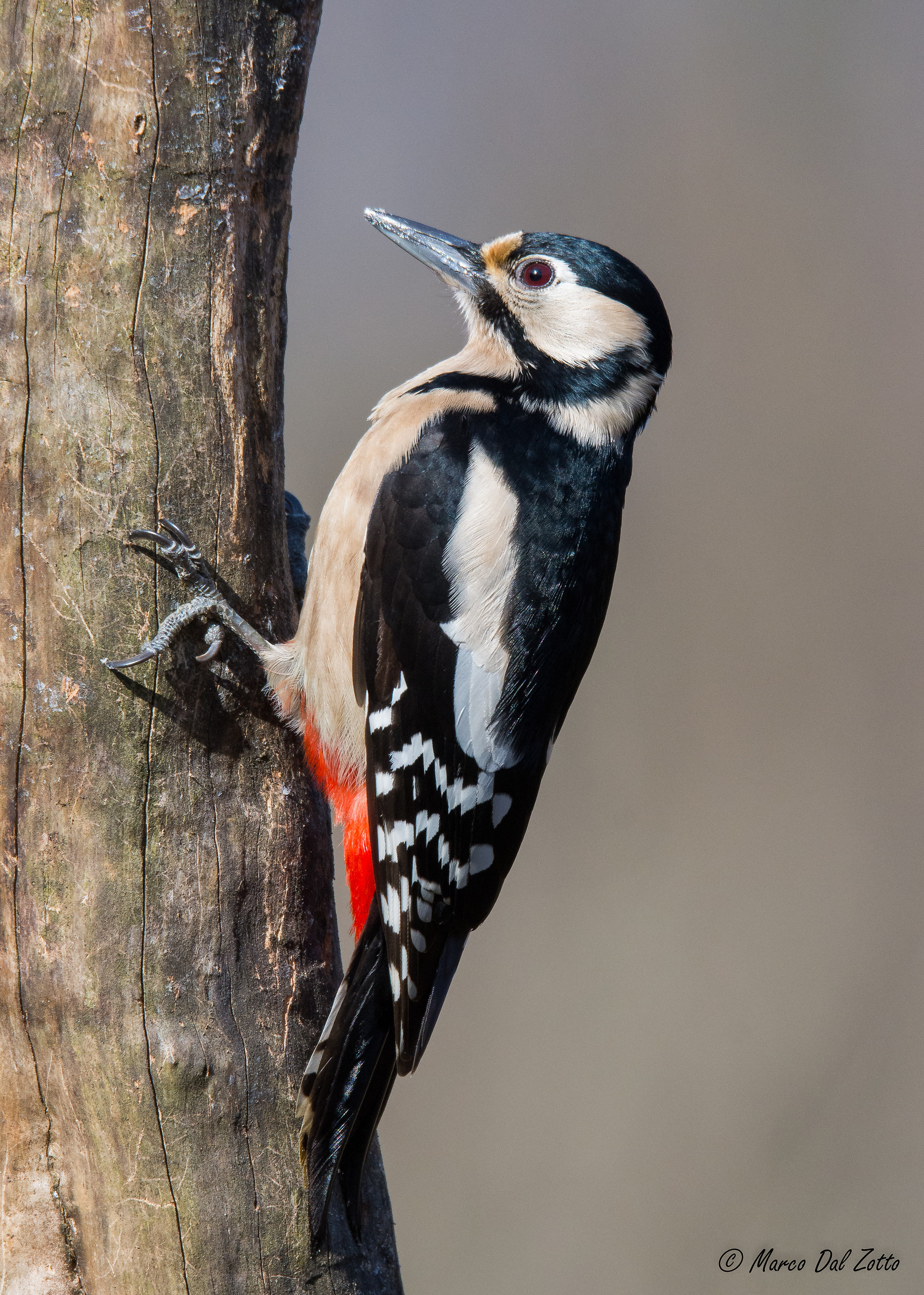 Picchia rossa maggiore