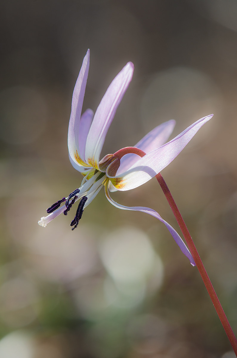 Erythronium dens-canis