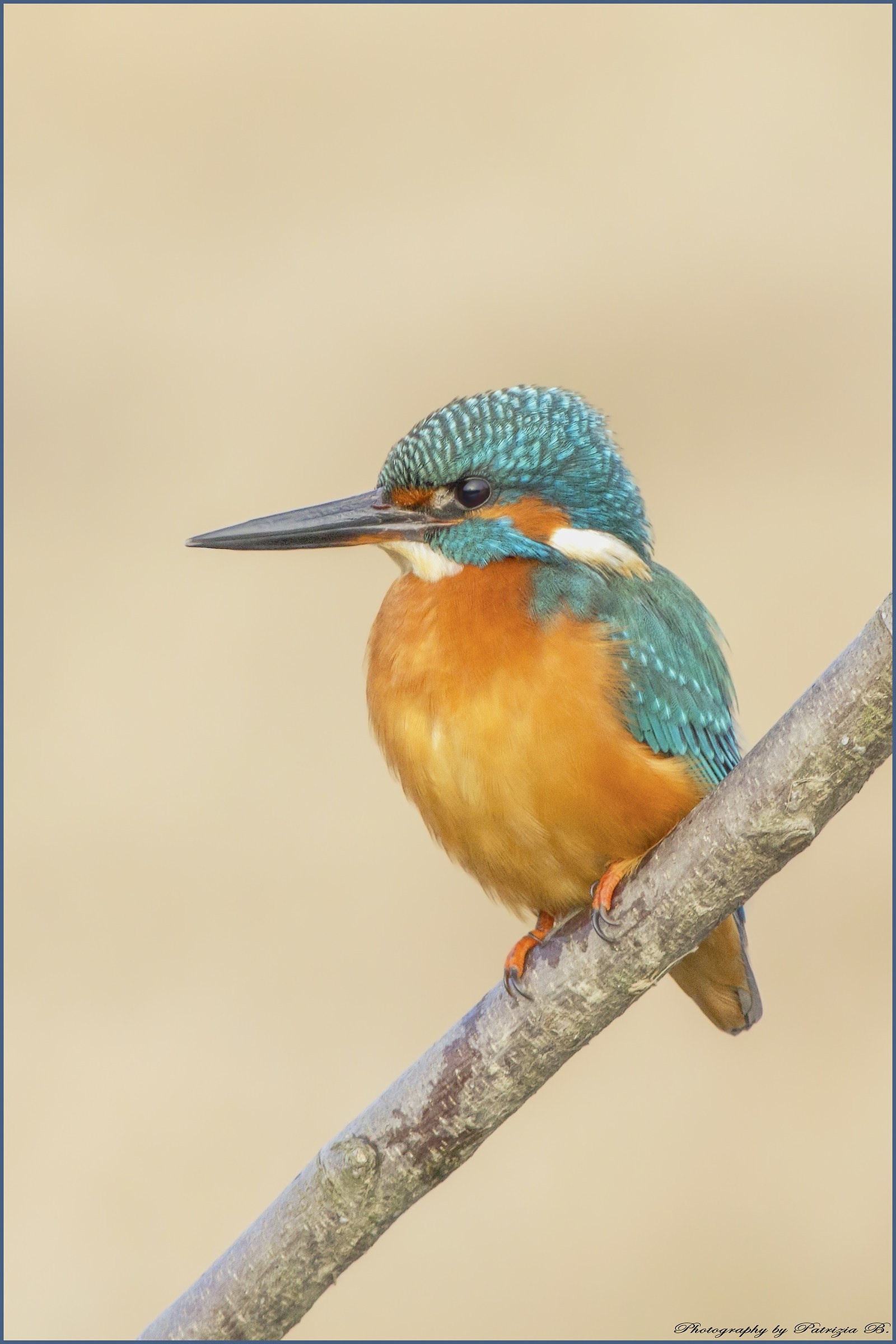 Kingfisher.