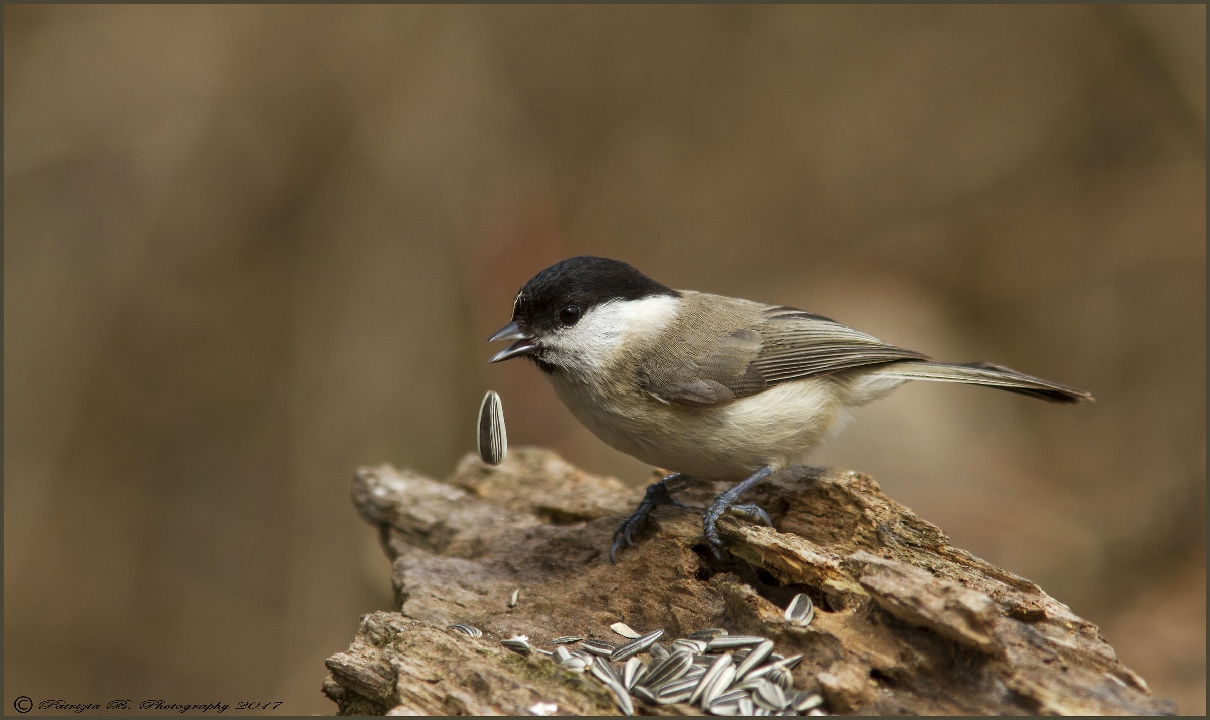 Marsh Tit.