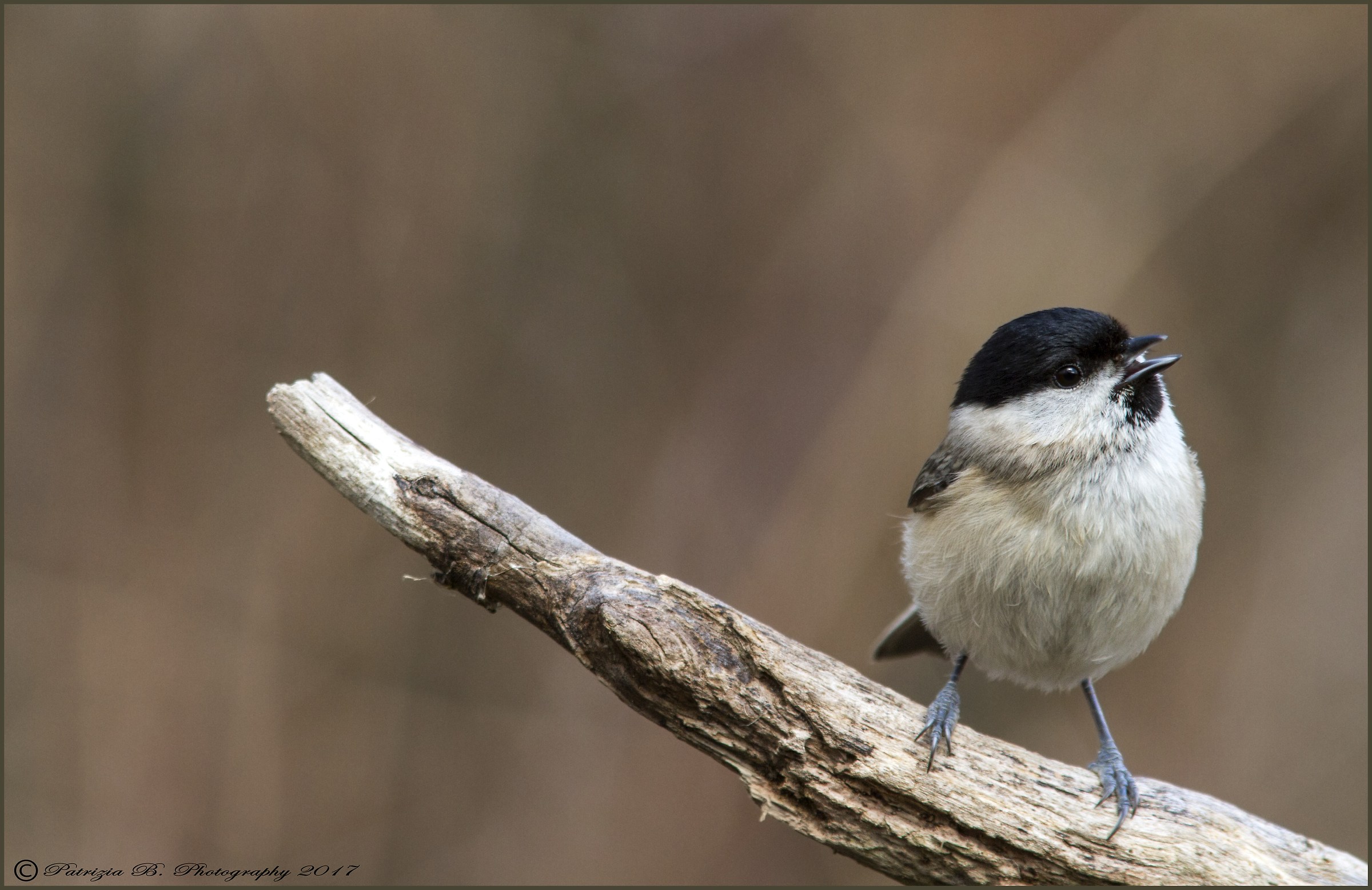 Marsh Tit.
