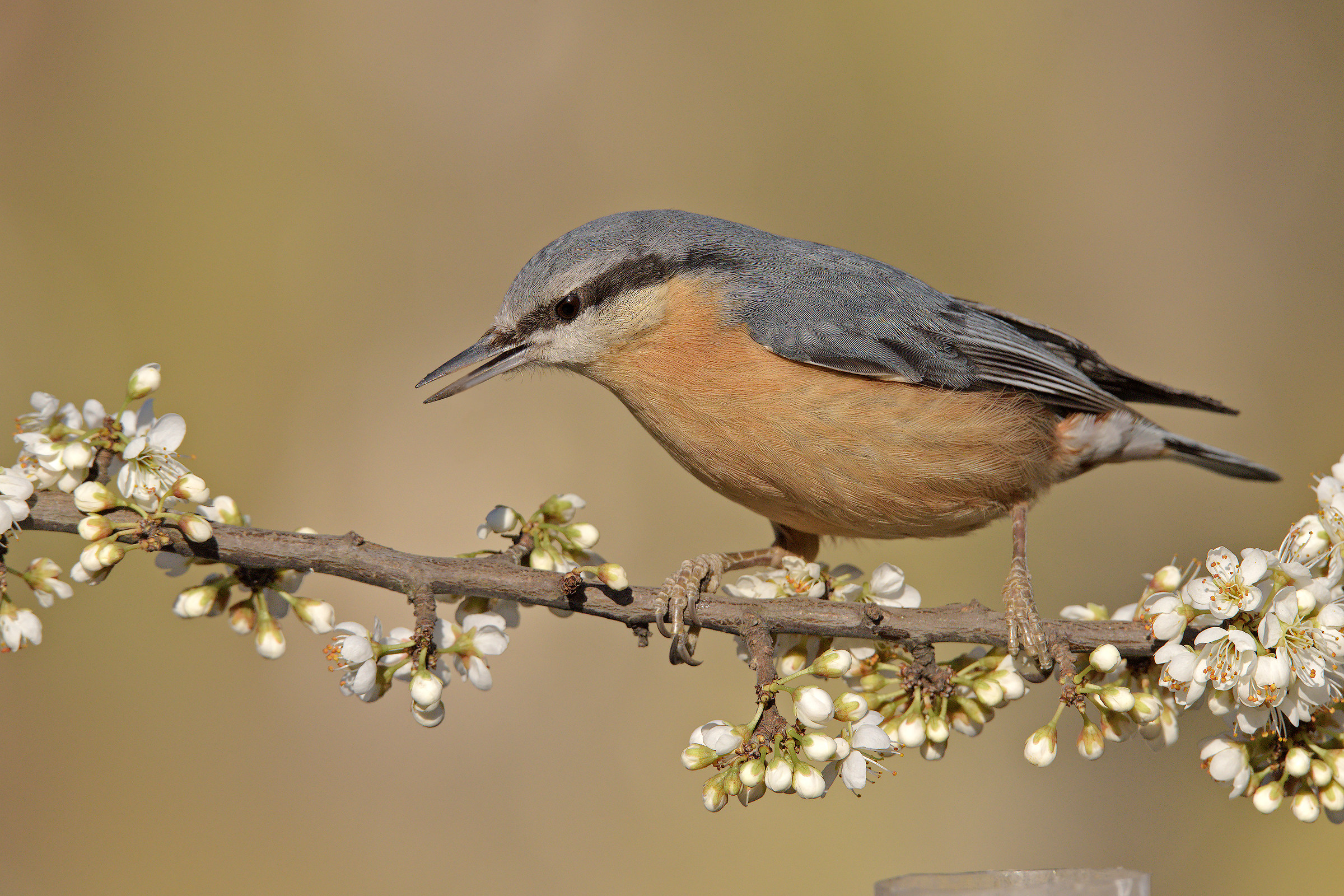 Muratore di primavera