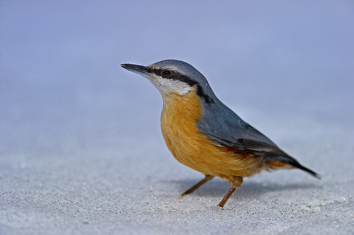 nuthatch