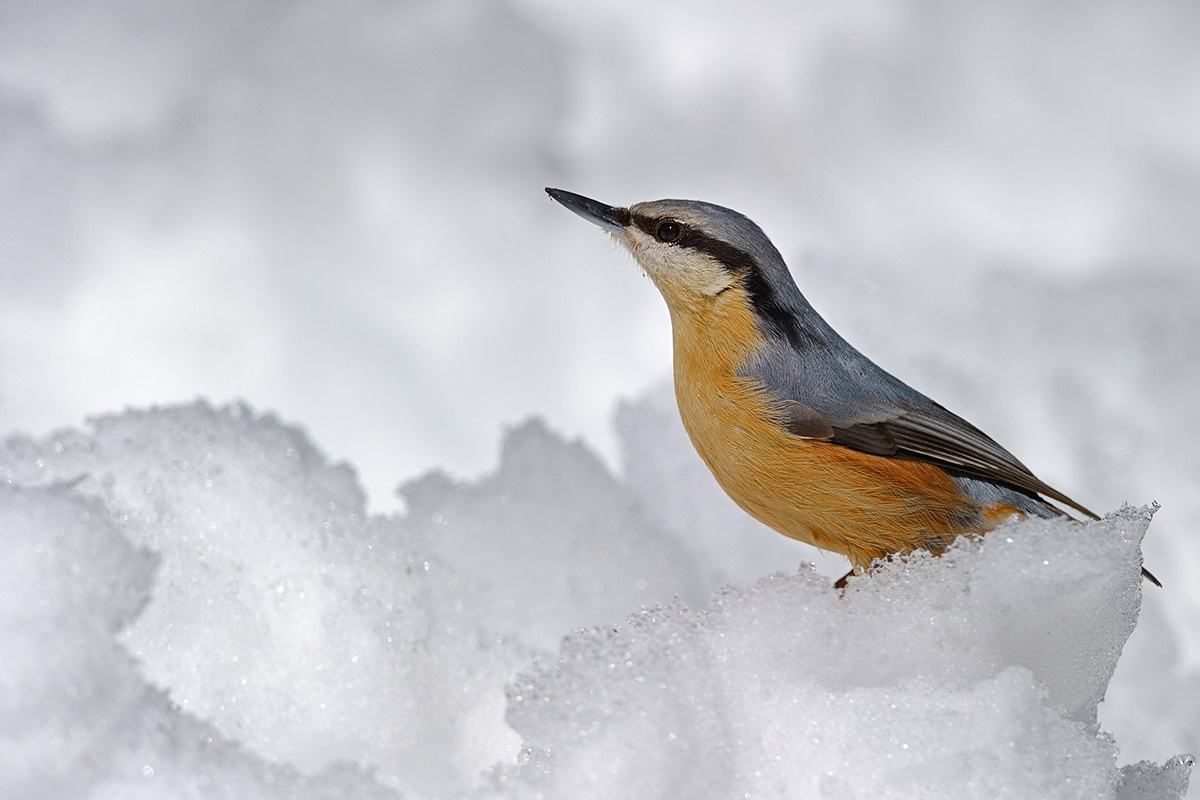 nuthatch