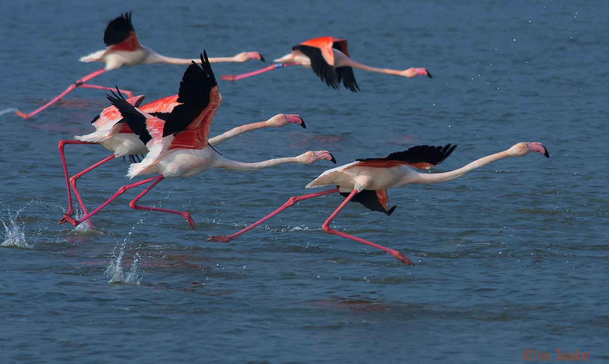 fleeing flamingos.