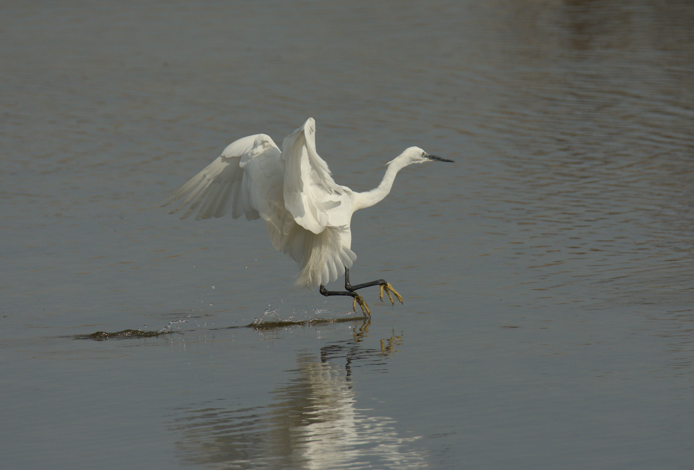 egret