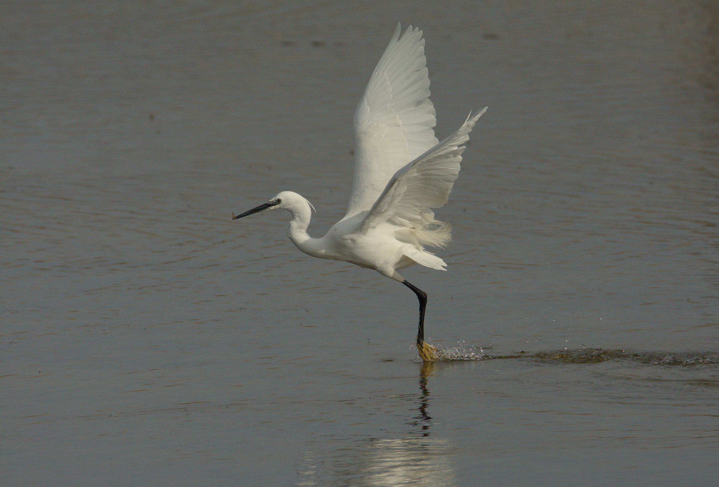 egret