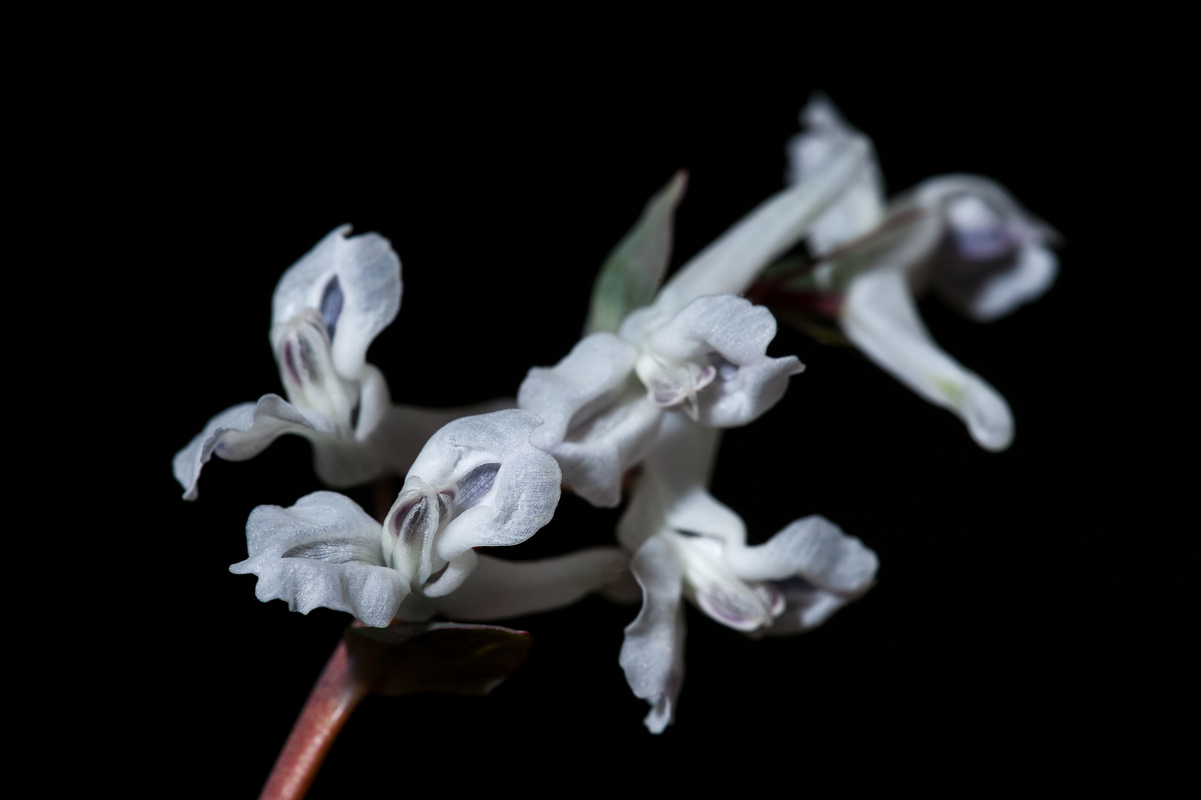 Pan di zucchero  ( Corydalis)