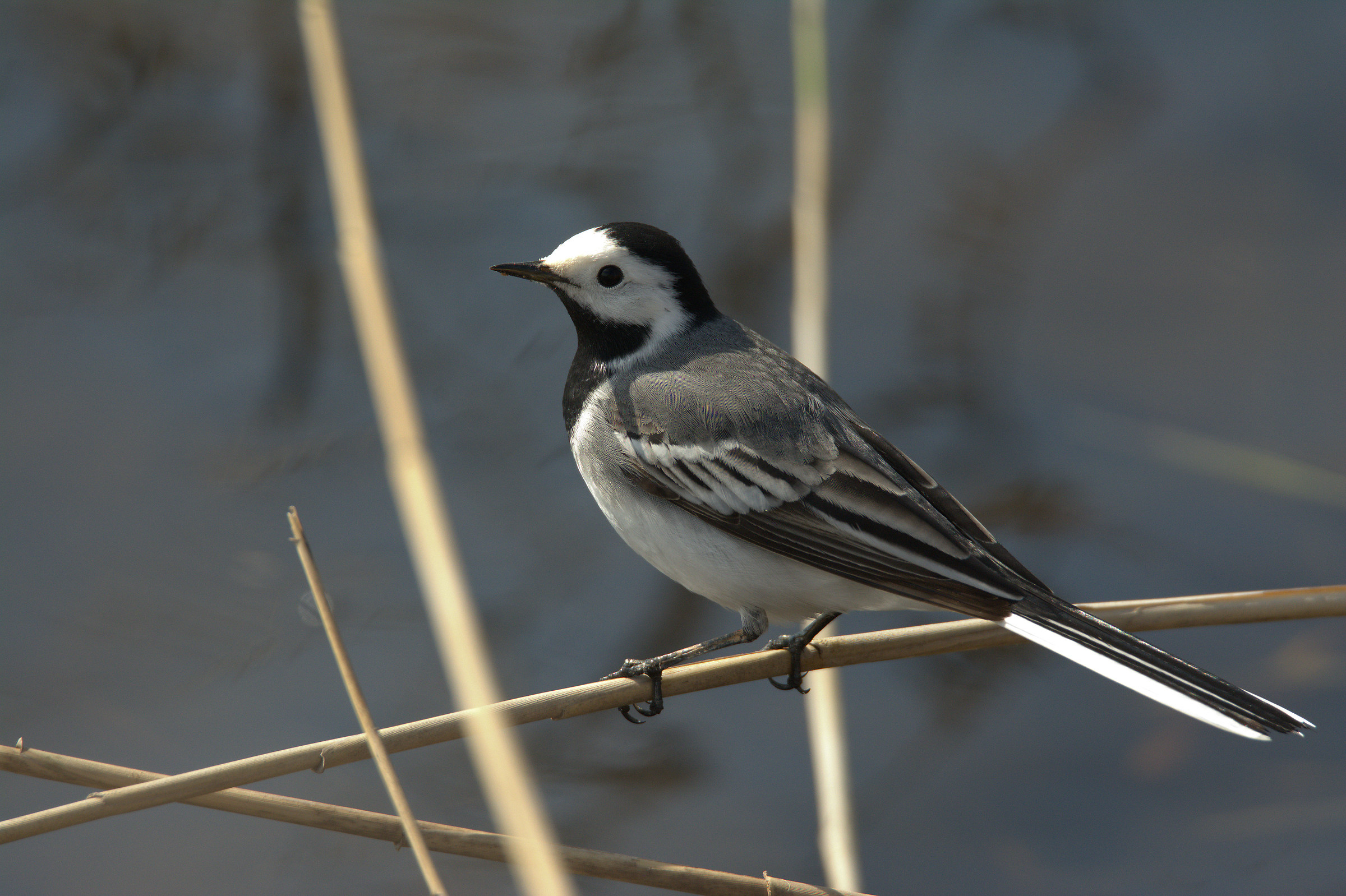white Wagtail