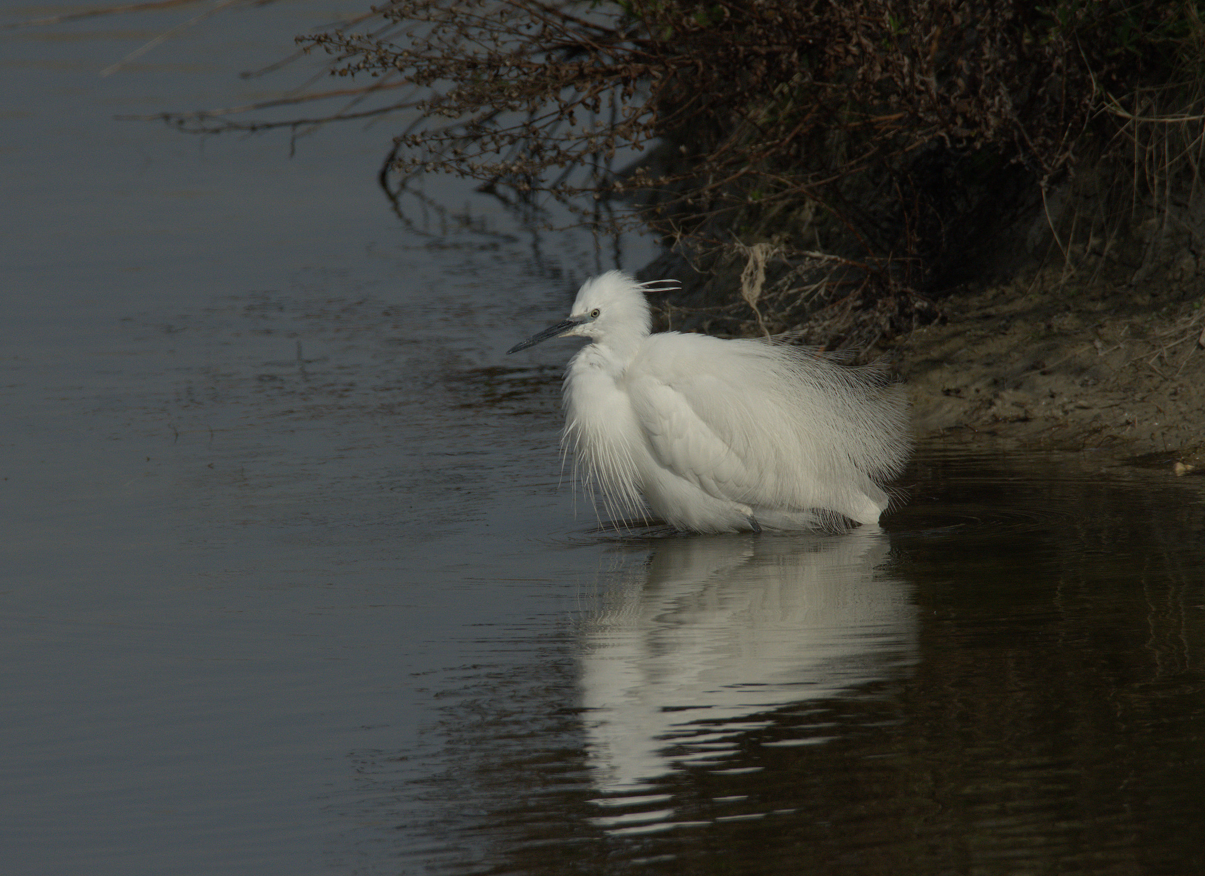 Egret
