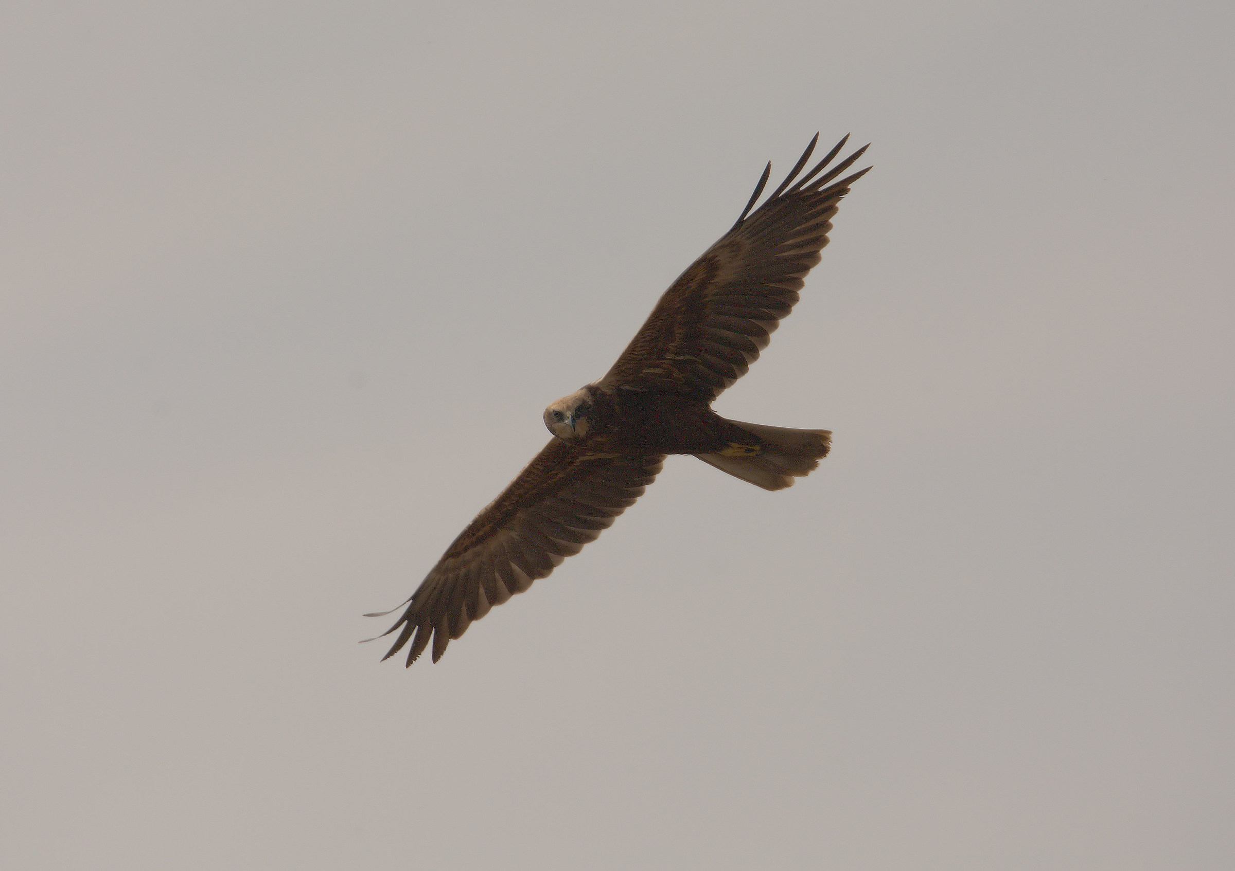 Marsh Harrier