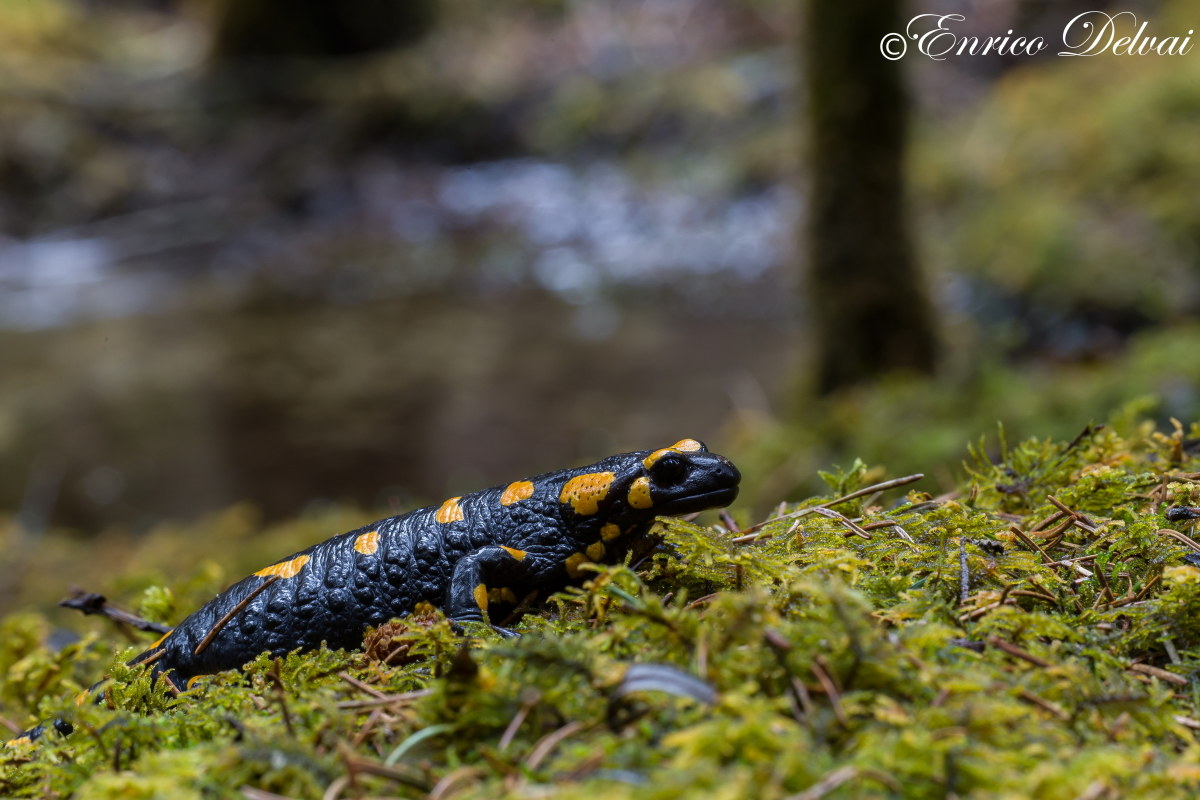 in a small woodland area .... salamander