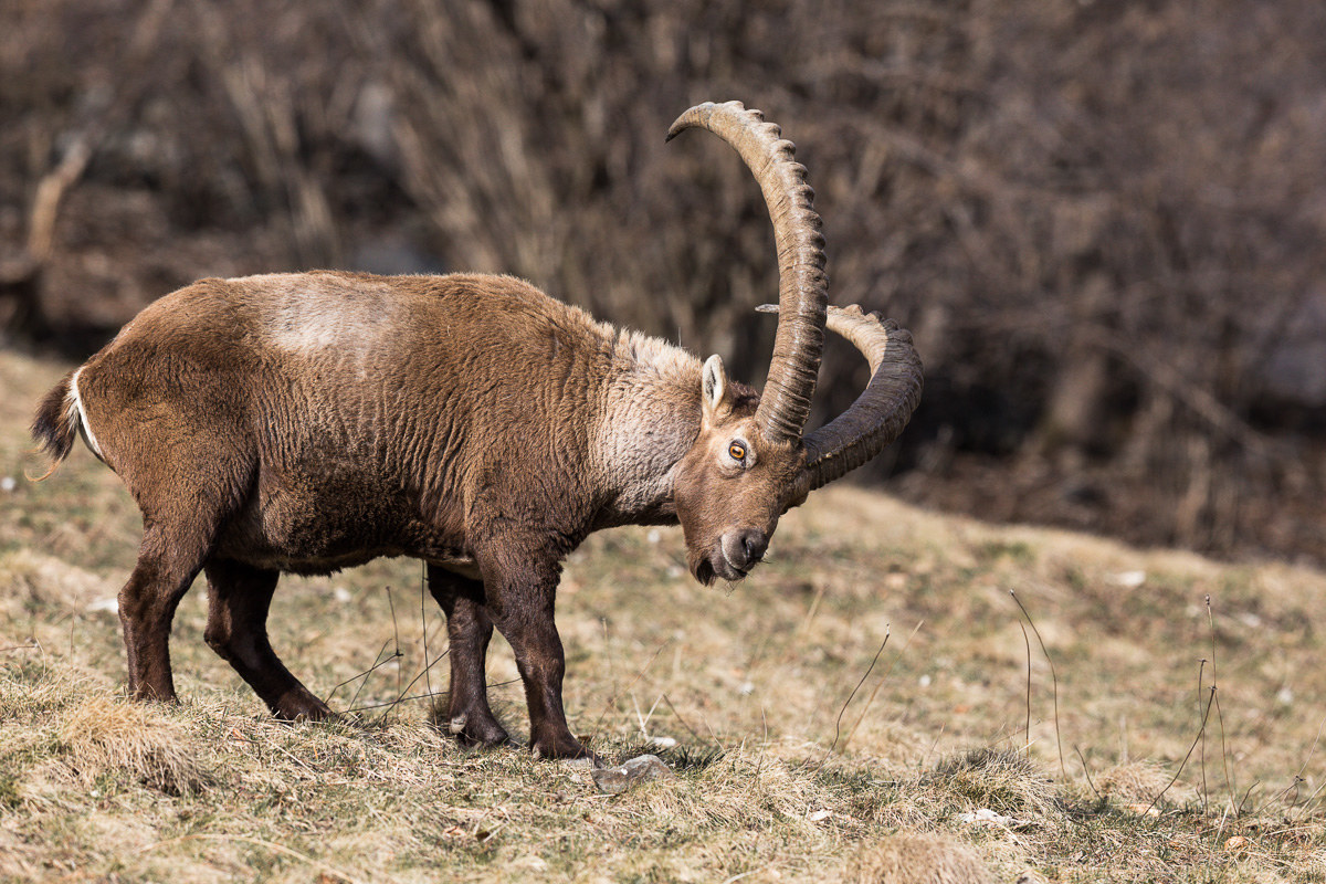 Male mountain goat grazing ...