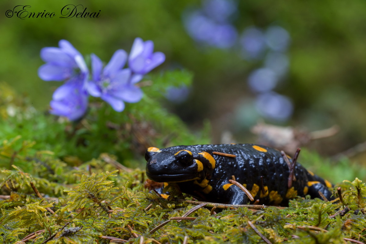 I colori di primavera nel bosco della salamandra...
