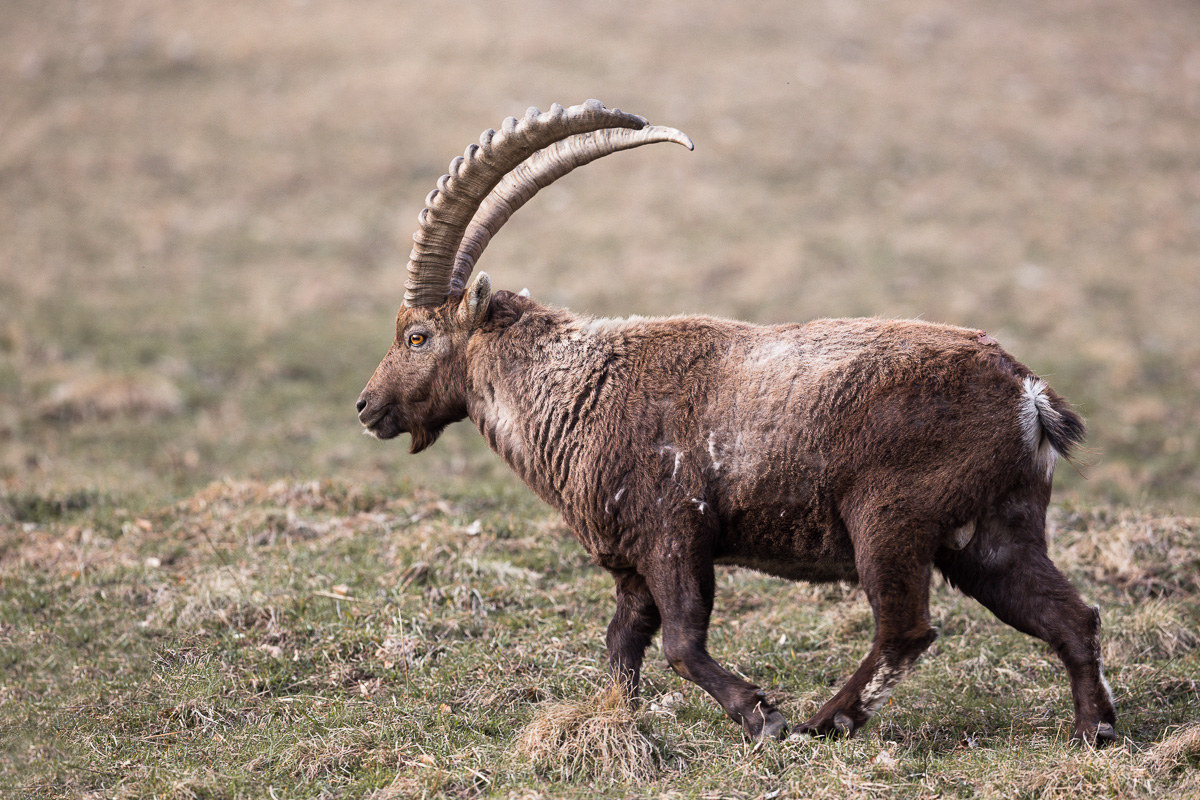 Ibex male grazing ...