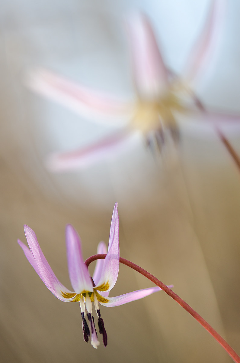 Erythronium dens-canis