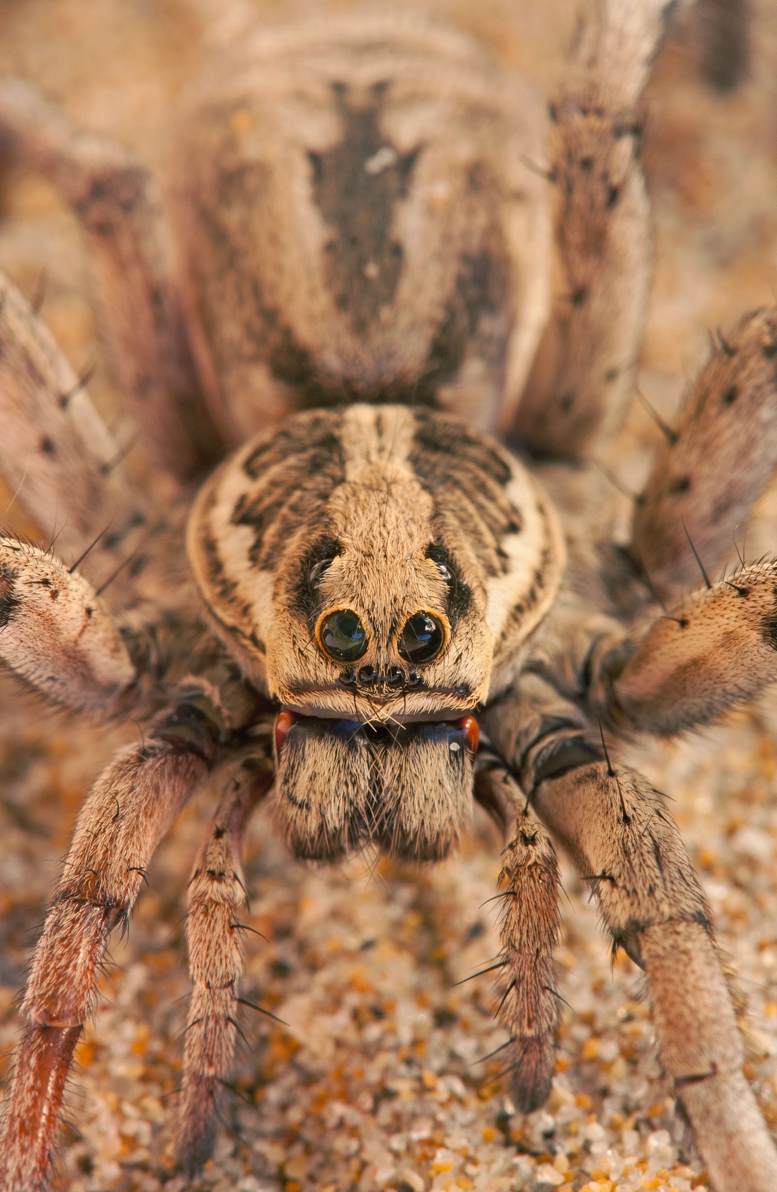 Ritratto alla tarantola (Lycosa tarentula)