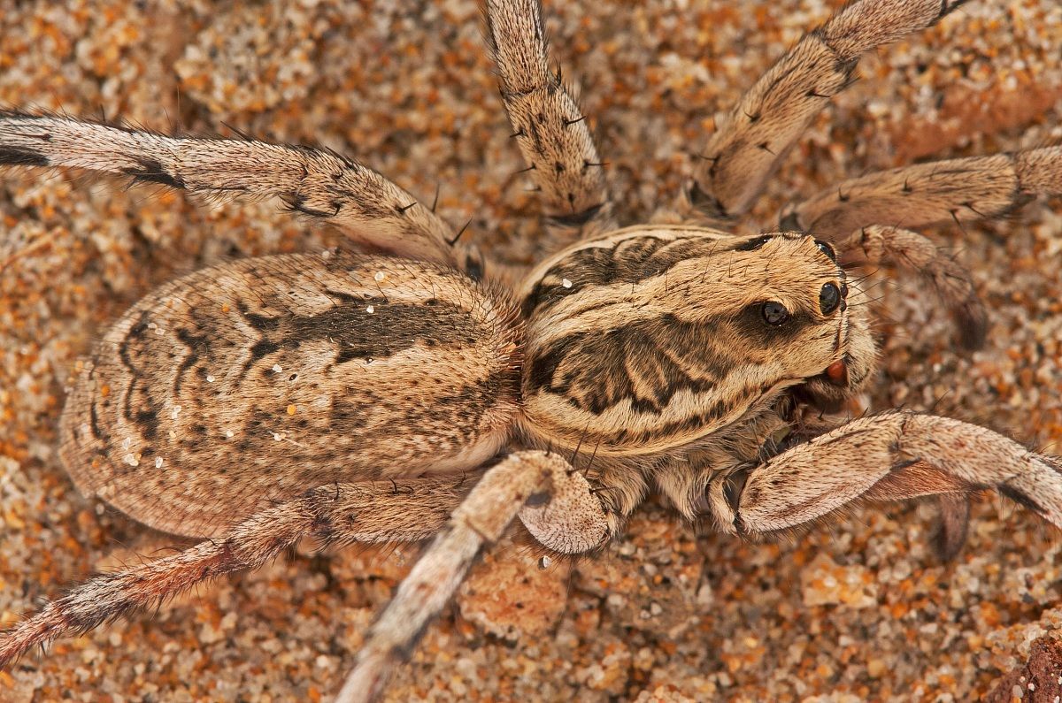 Particolare di Lycosa tarentula