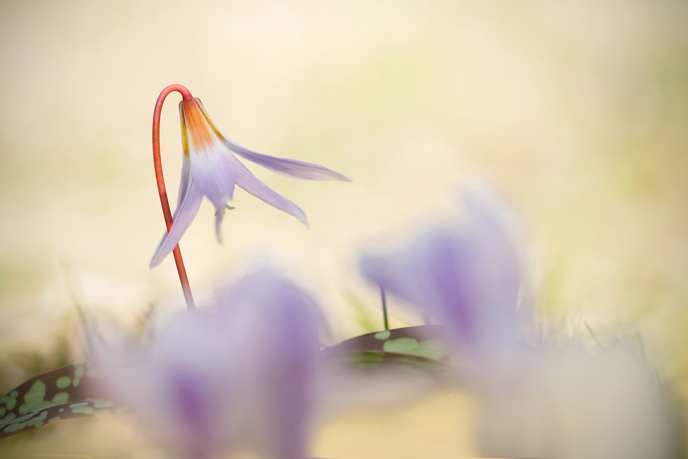 Erythronium dens-canis