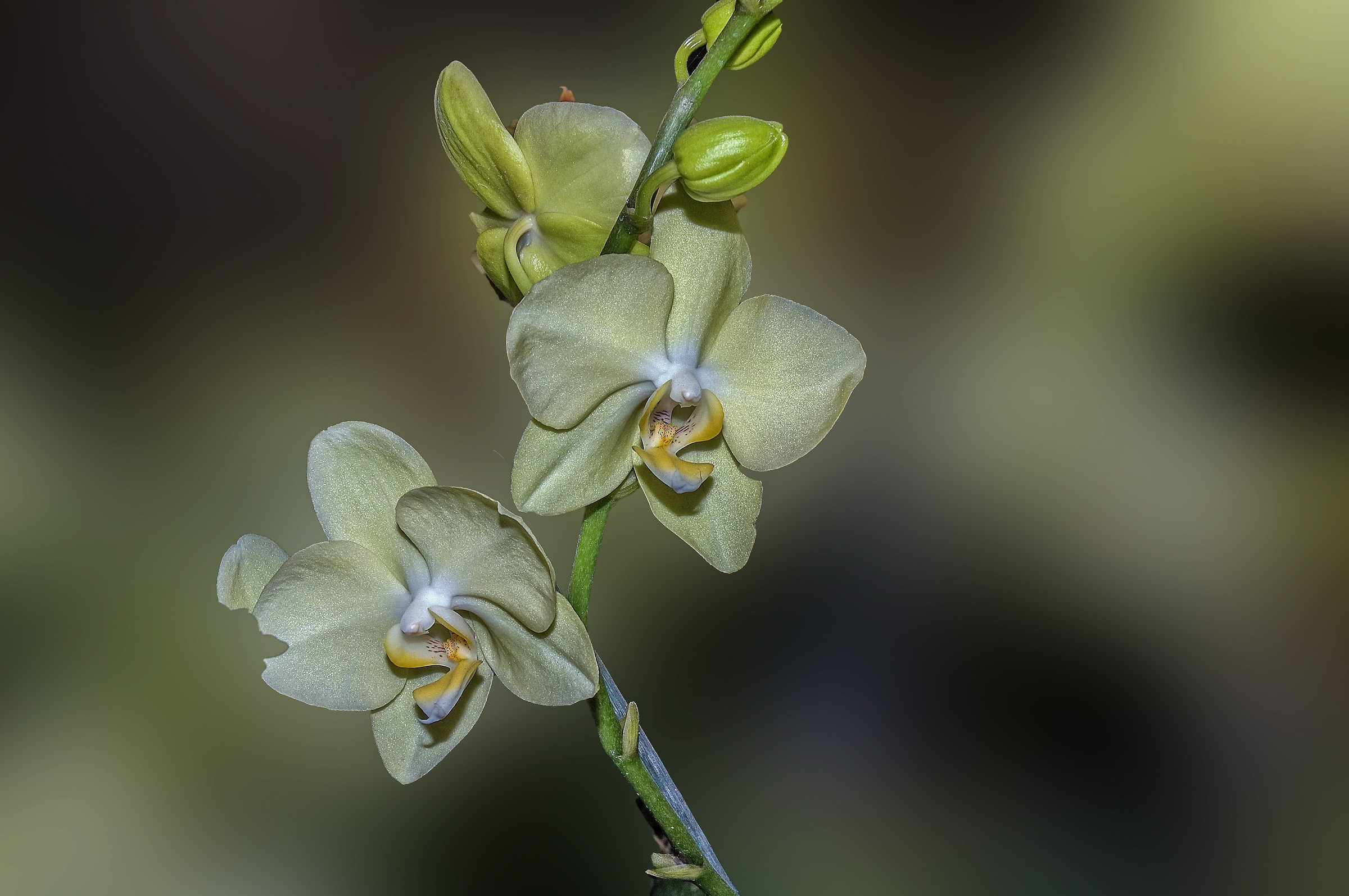 Phalenopsis