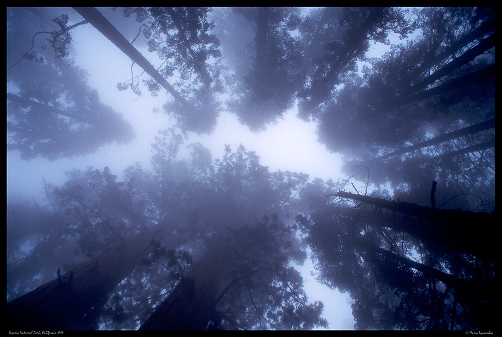 Sequoia National Park