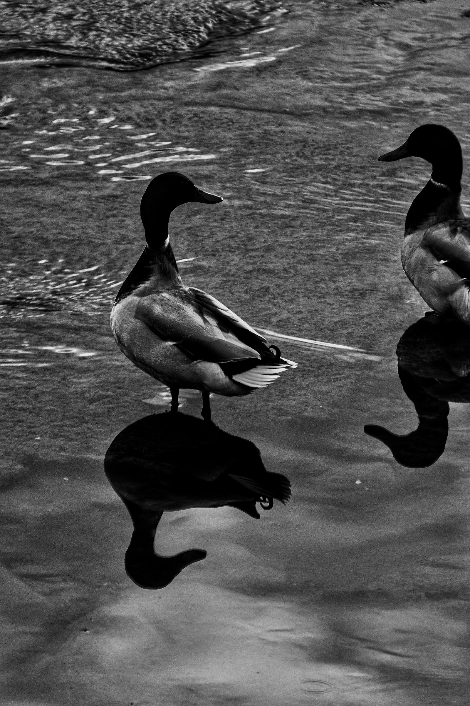 Hello ! How are you ?