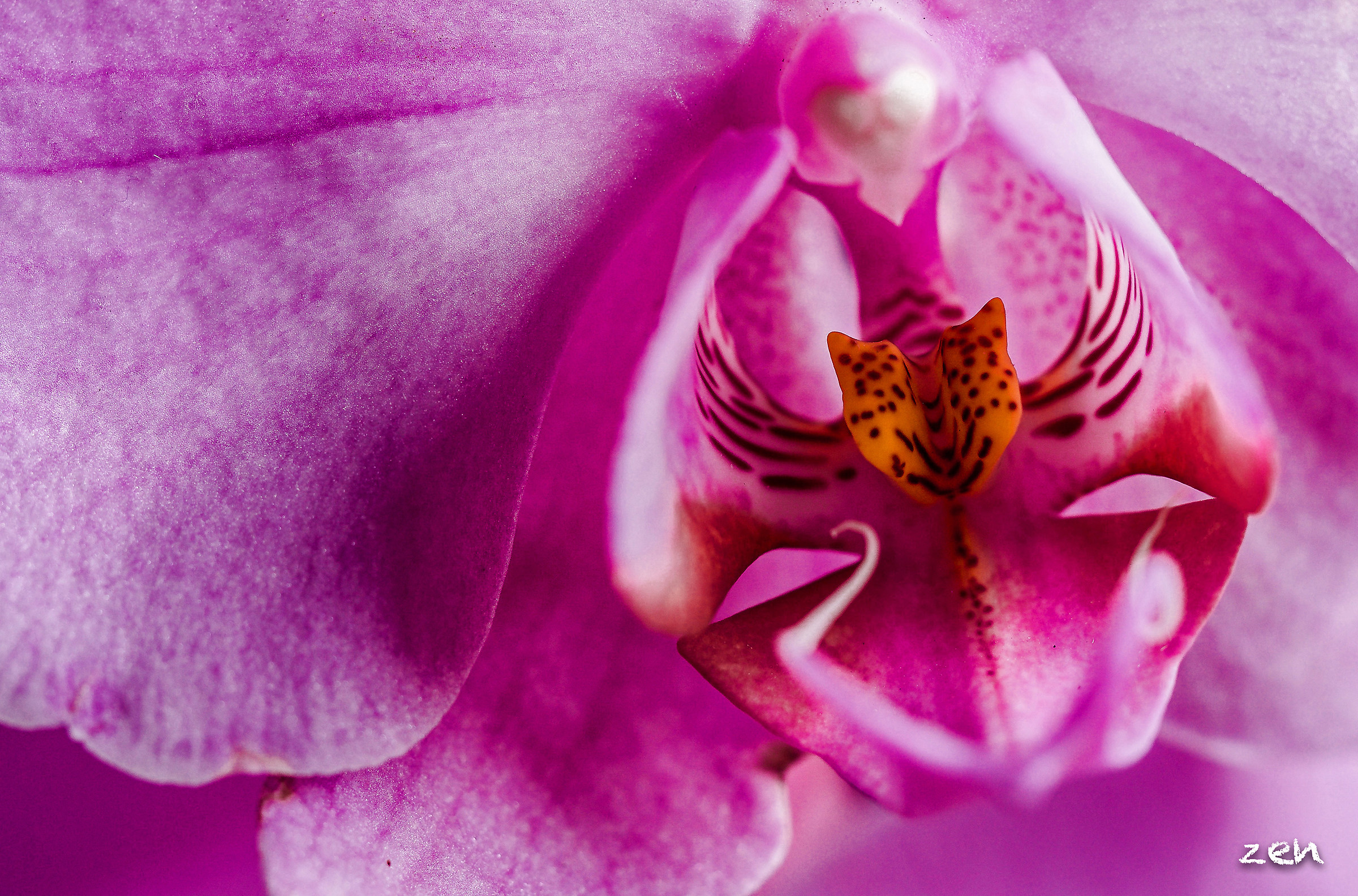 la magia dell'orchidea