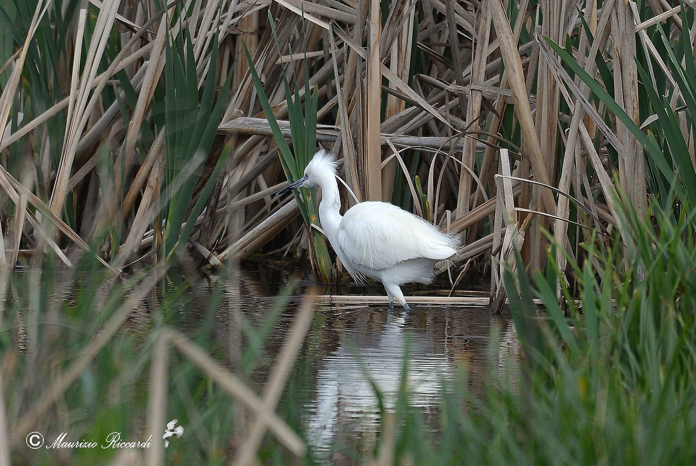 Egret