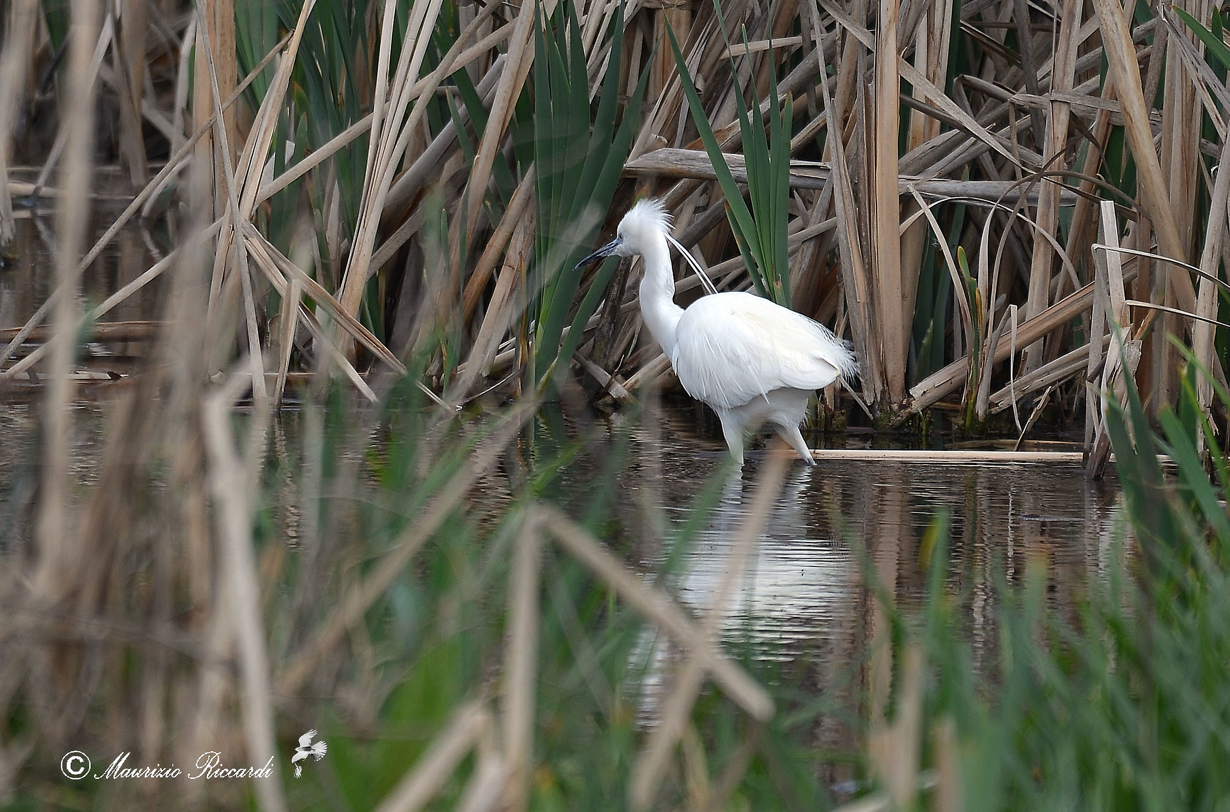 Egret