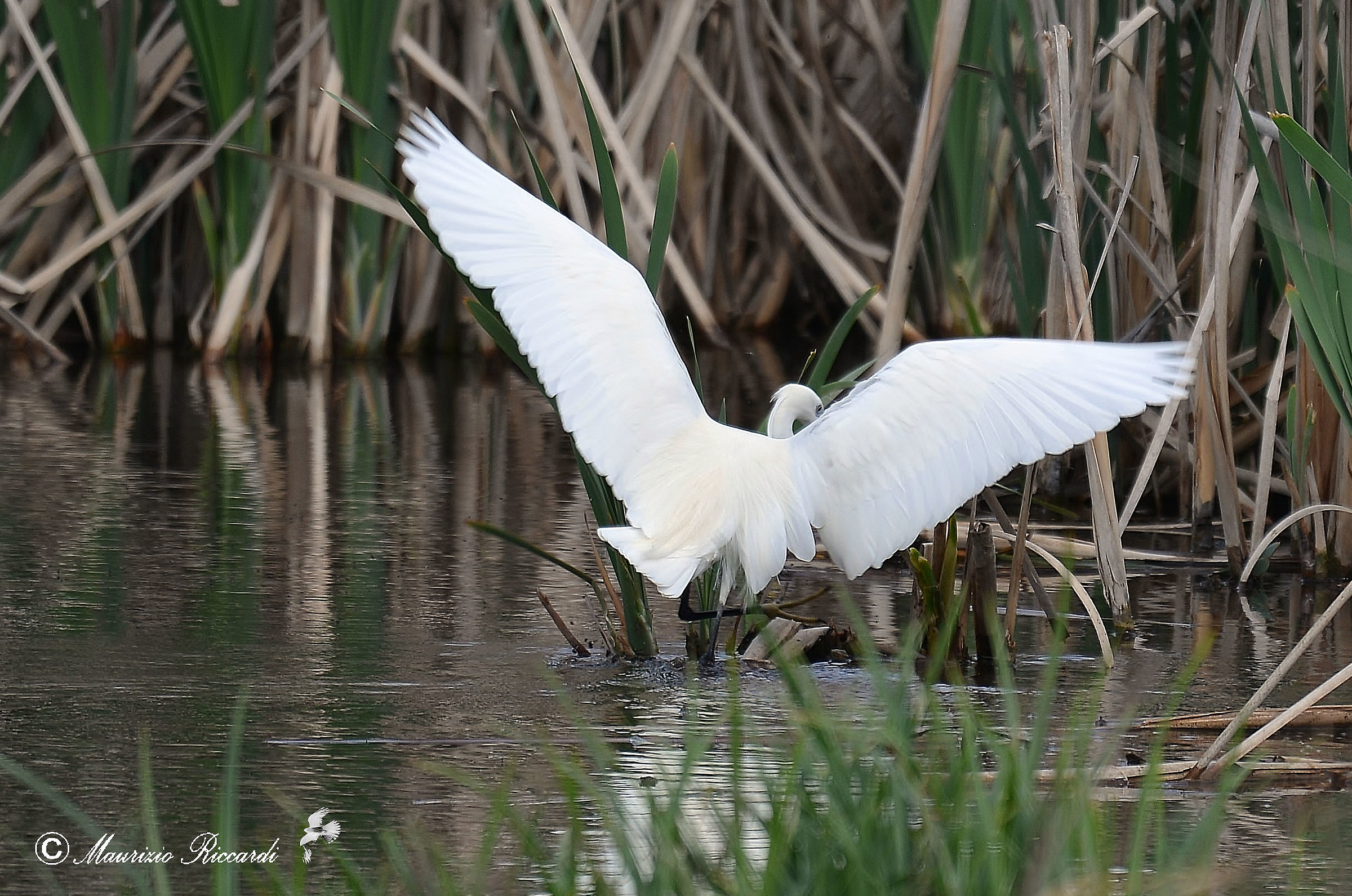 Egret